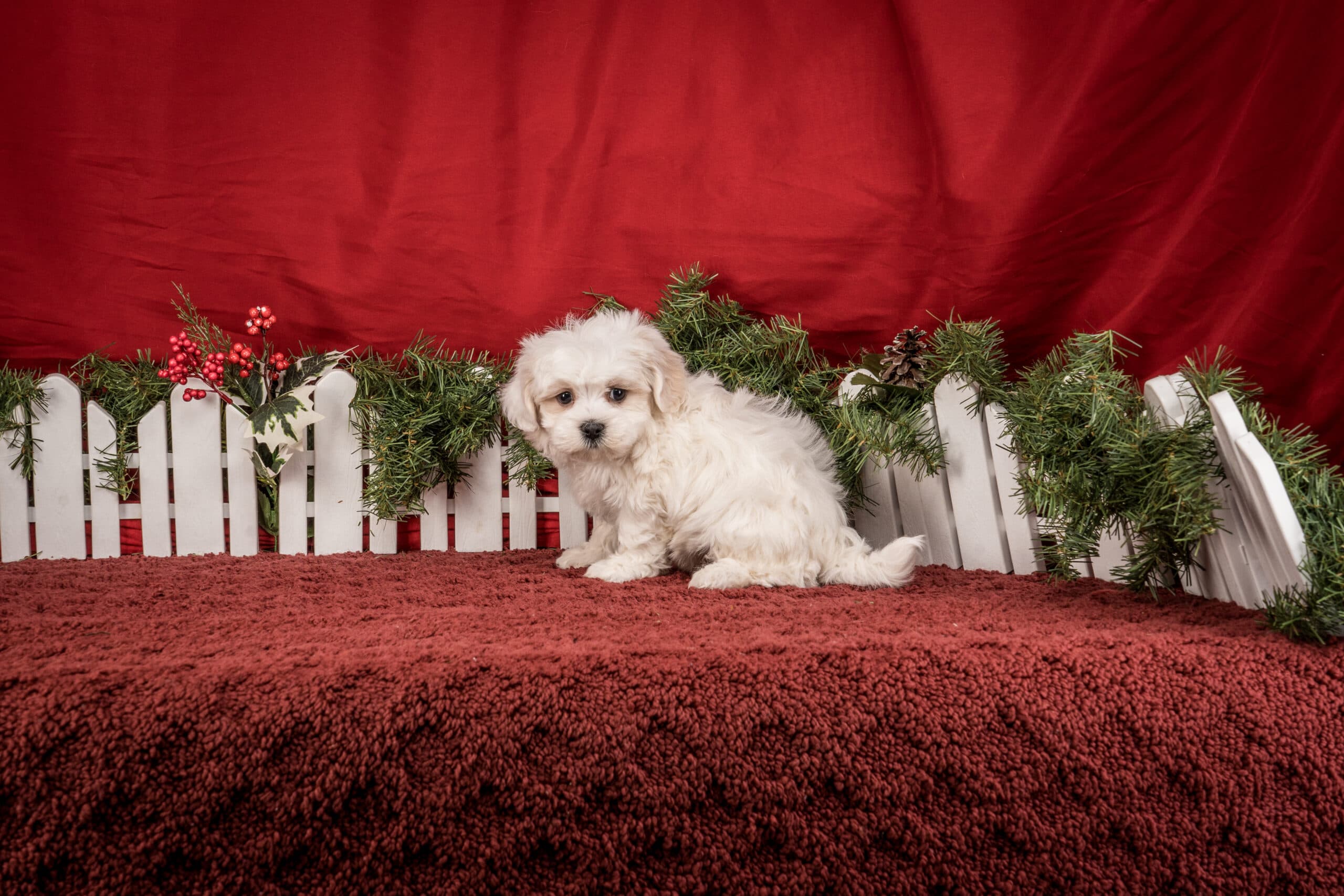 Mr. Toby The Shichon - thumbnail 5