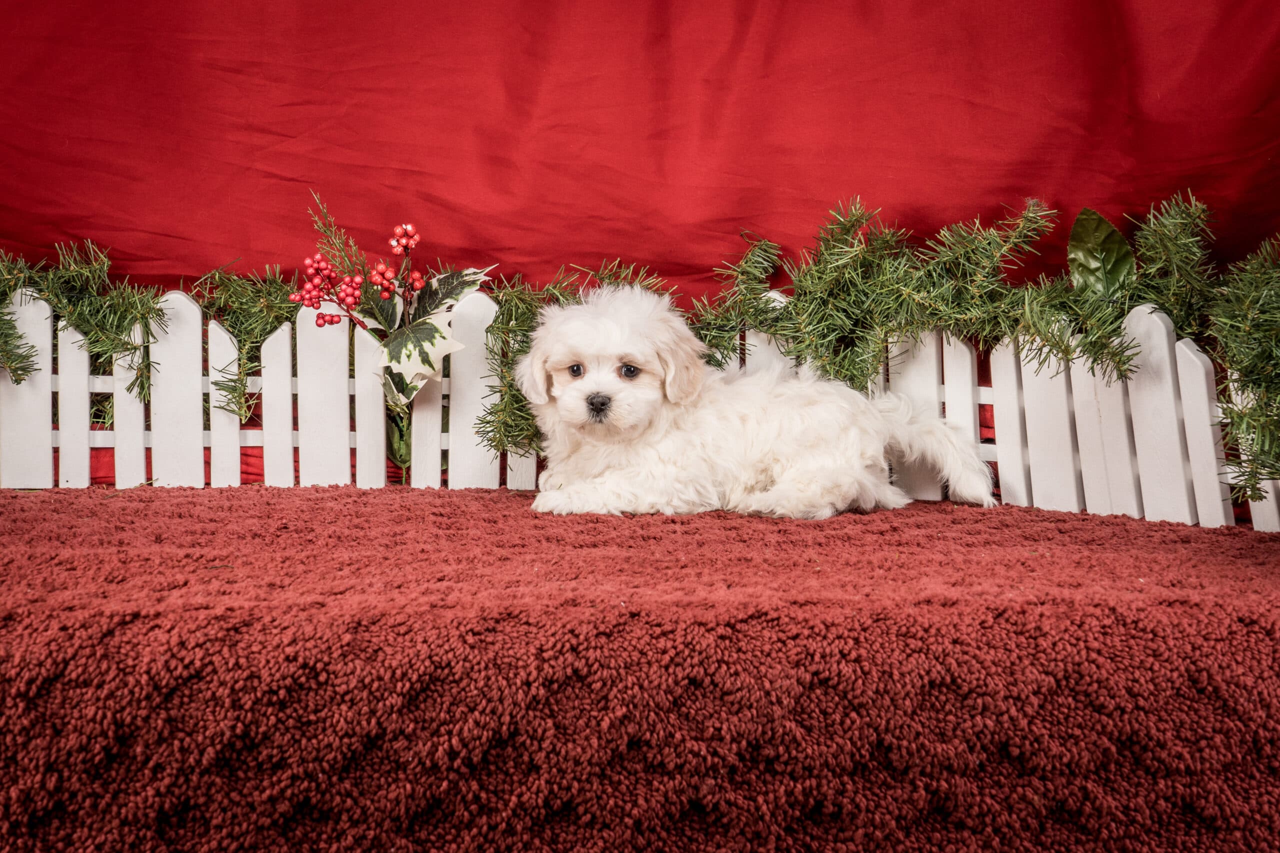 Mr. Toby The Shichon - thumbnail 6