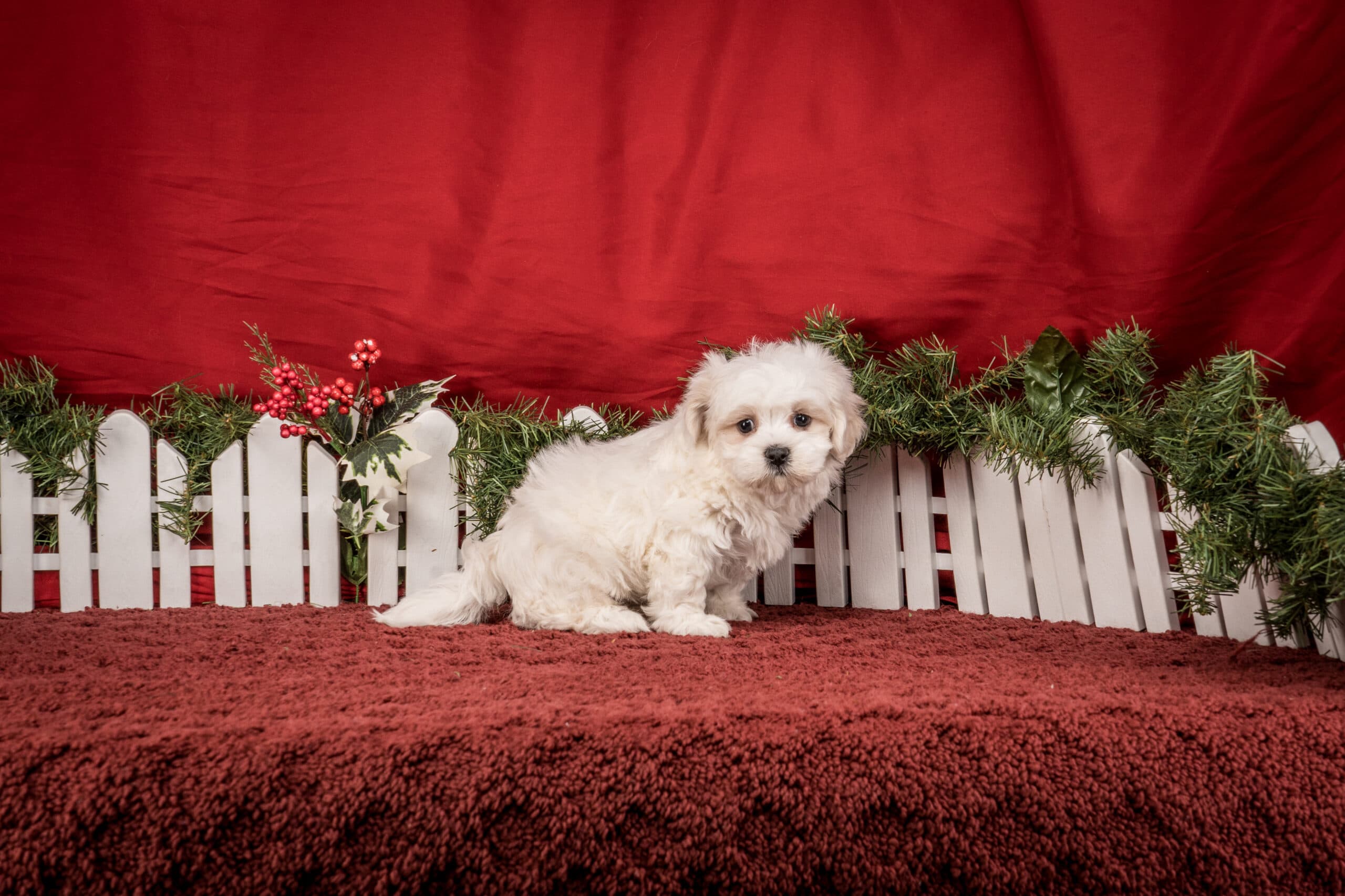 Mr. Toby The Shichon - thumbnail 7