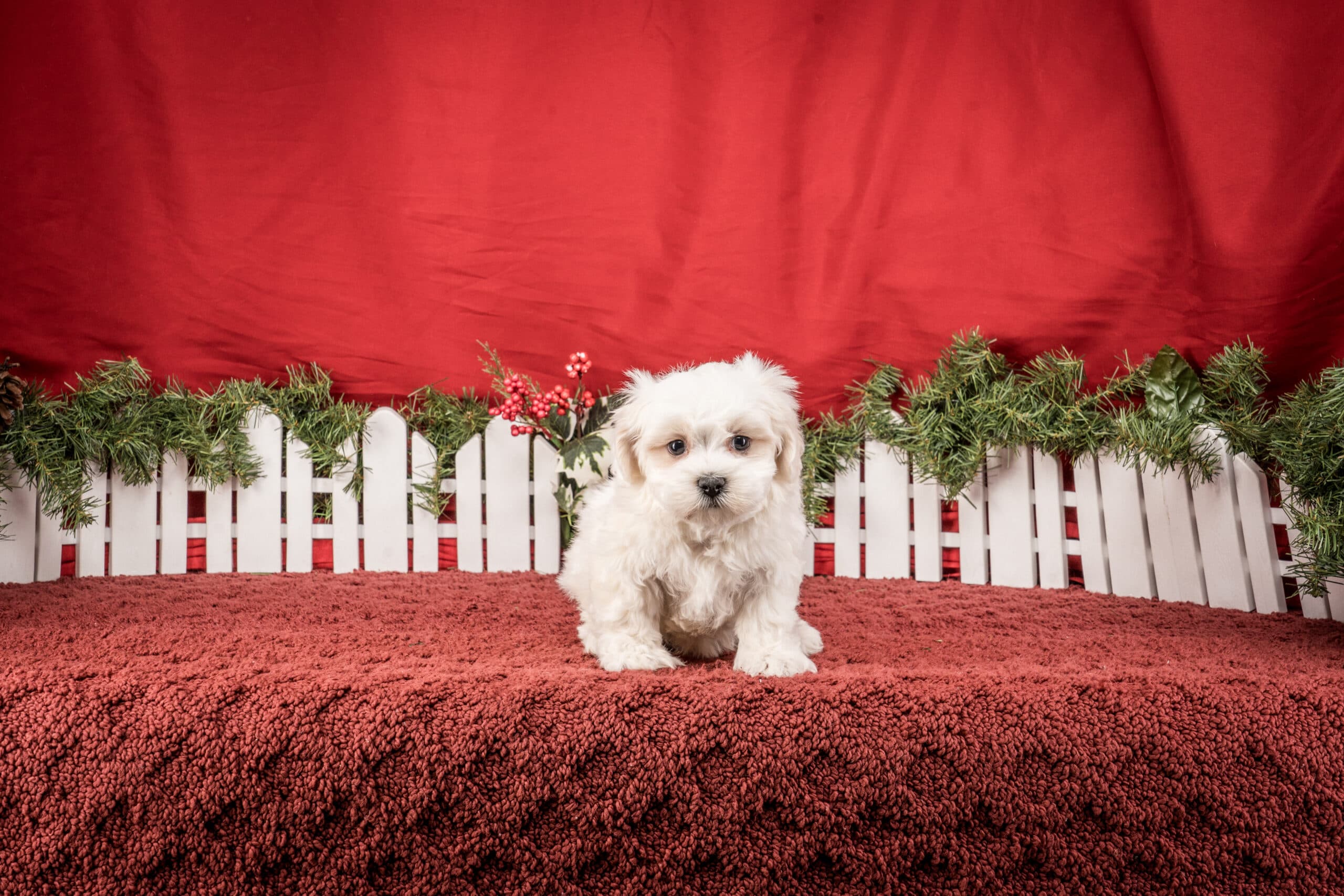 Mr. Toby The Shichon