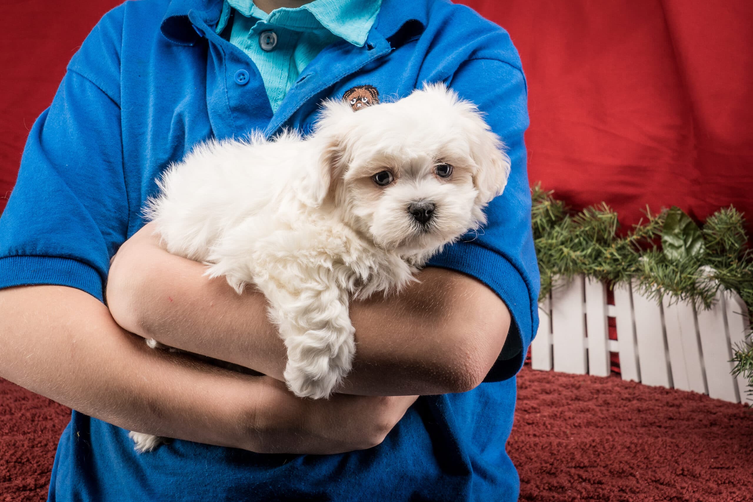 Mr. Toby The Shichon - thumbnail 9