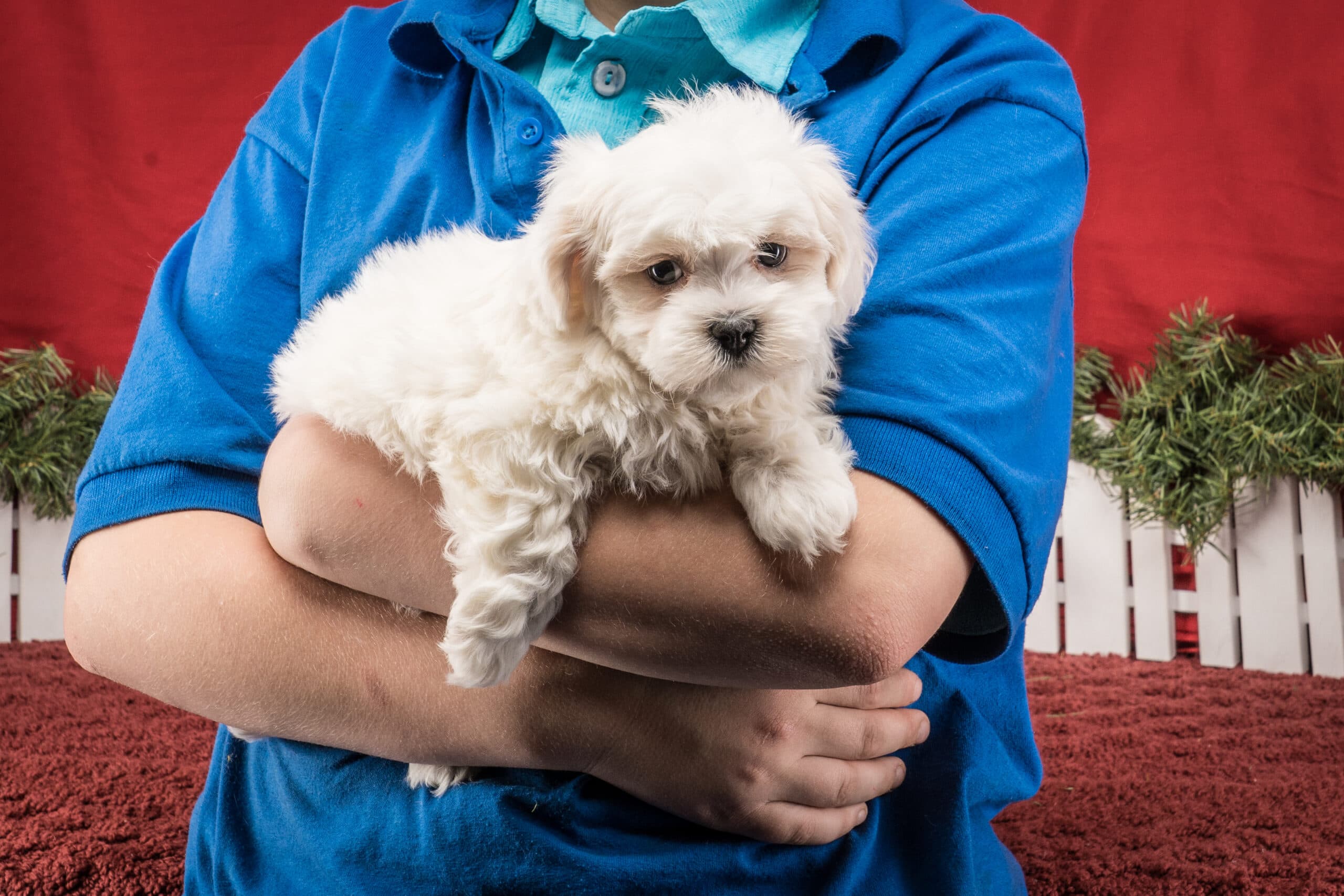 Mr. Toby The Shichon - thumbnail 10