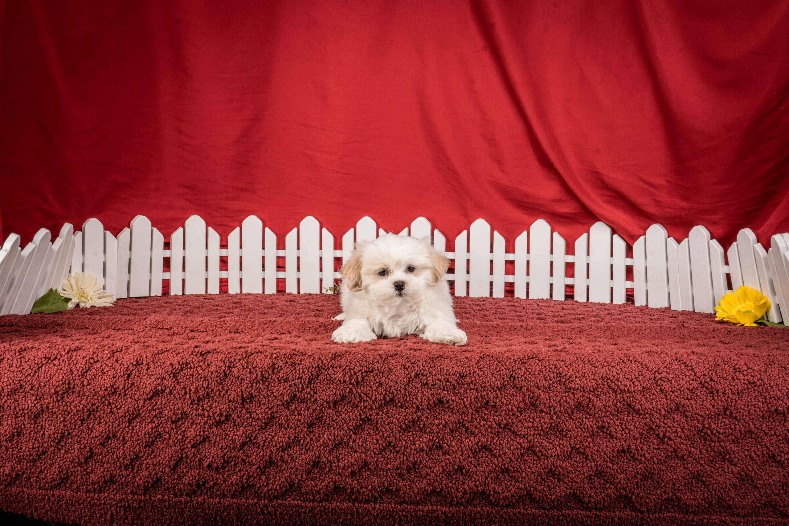 Mr. Boston The Shichon - thumbnail 2