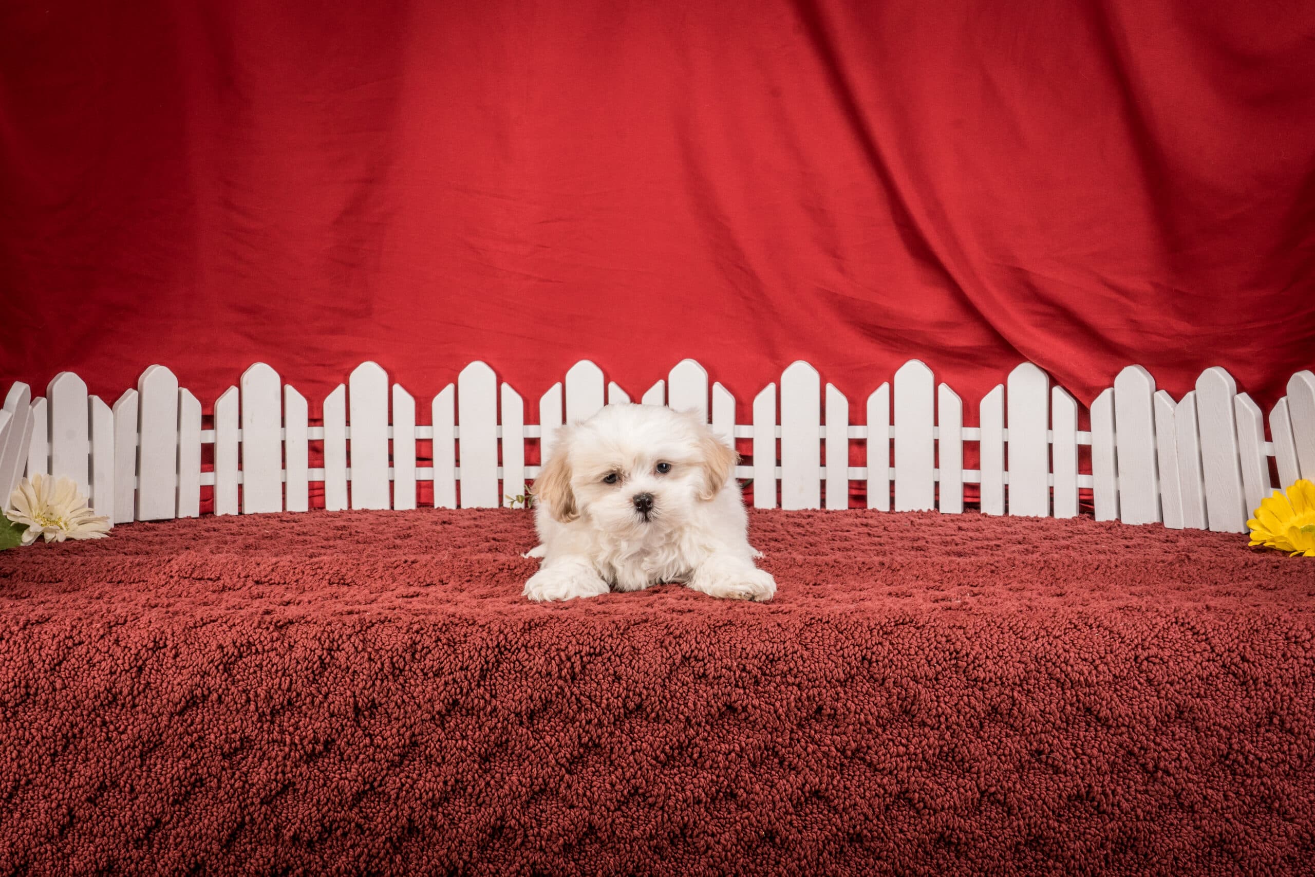 Mr. Boston The Shichon - thumbnail 3