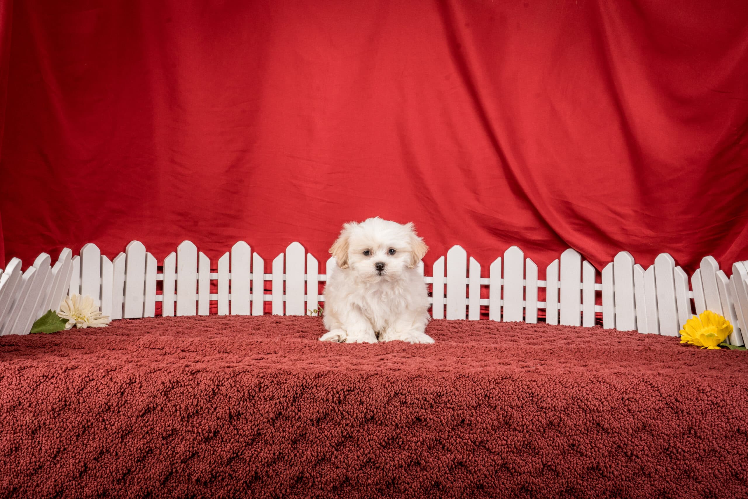 Mr. Boston The Shichon - thumbnail 4