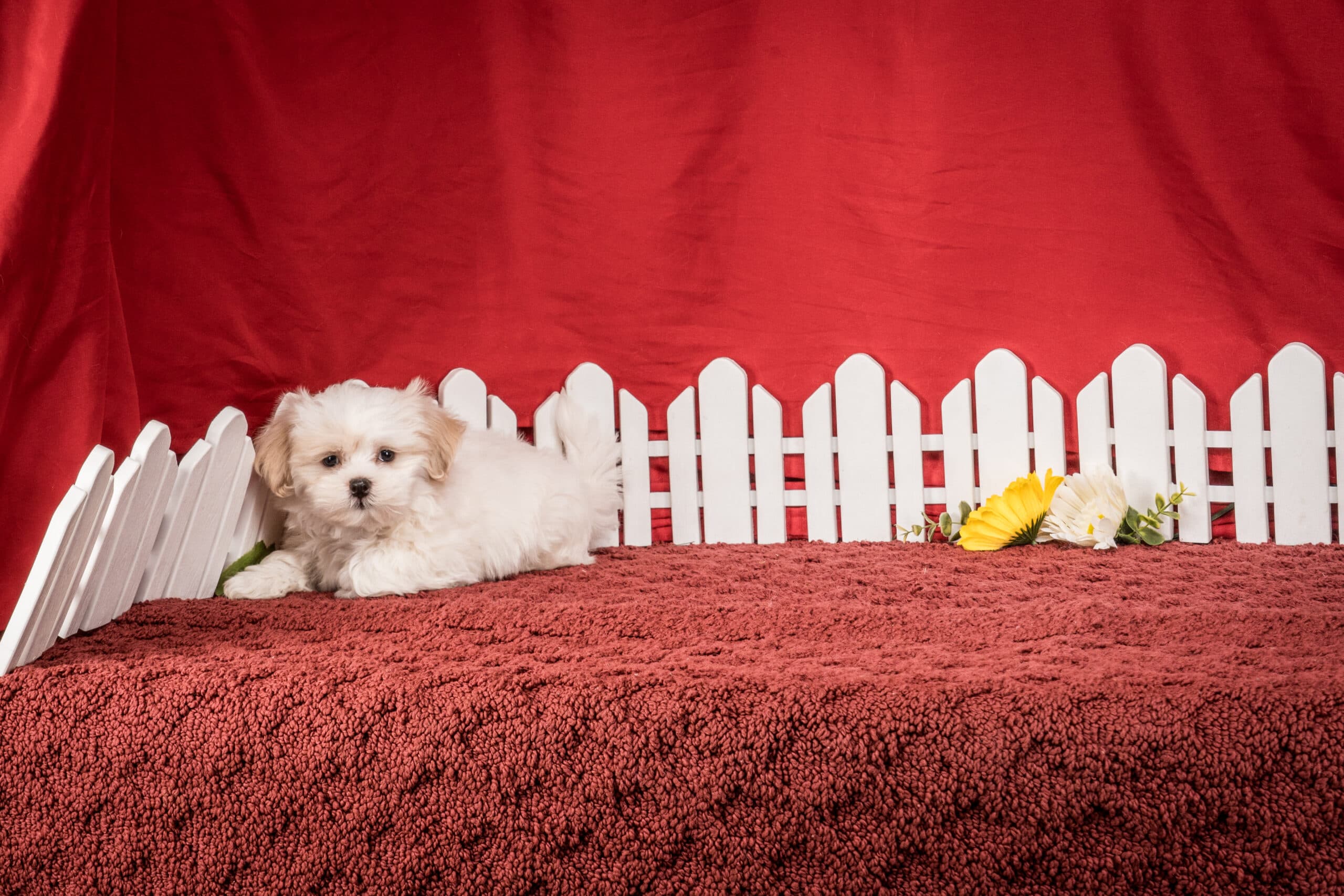 Mr. Boston The Shichon - thumbnail 5