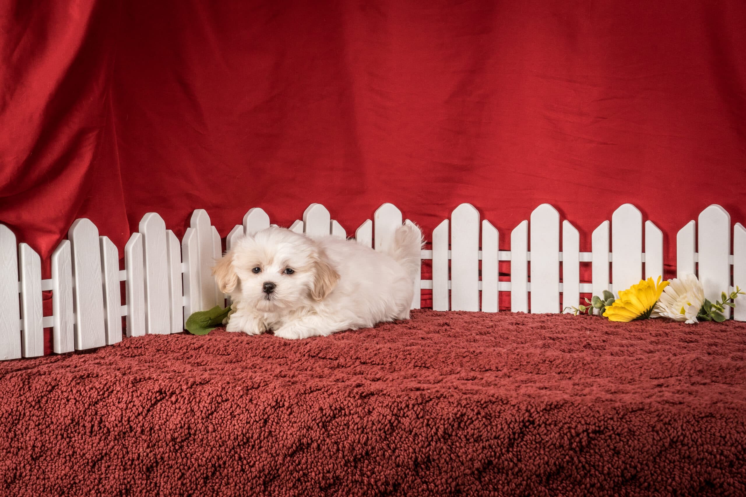 Mr. Boston The Shichon - thumbnail 6
