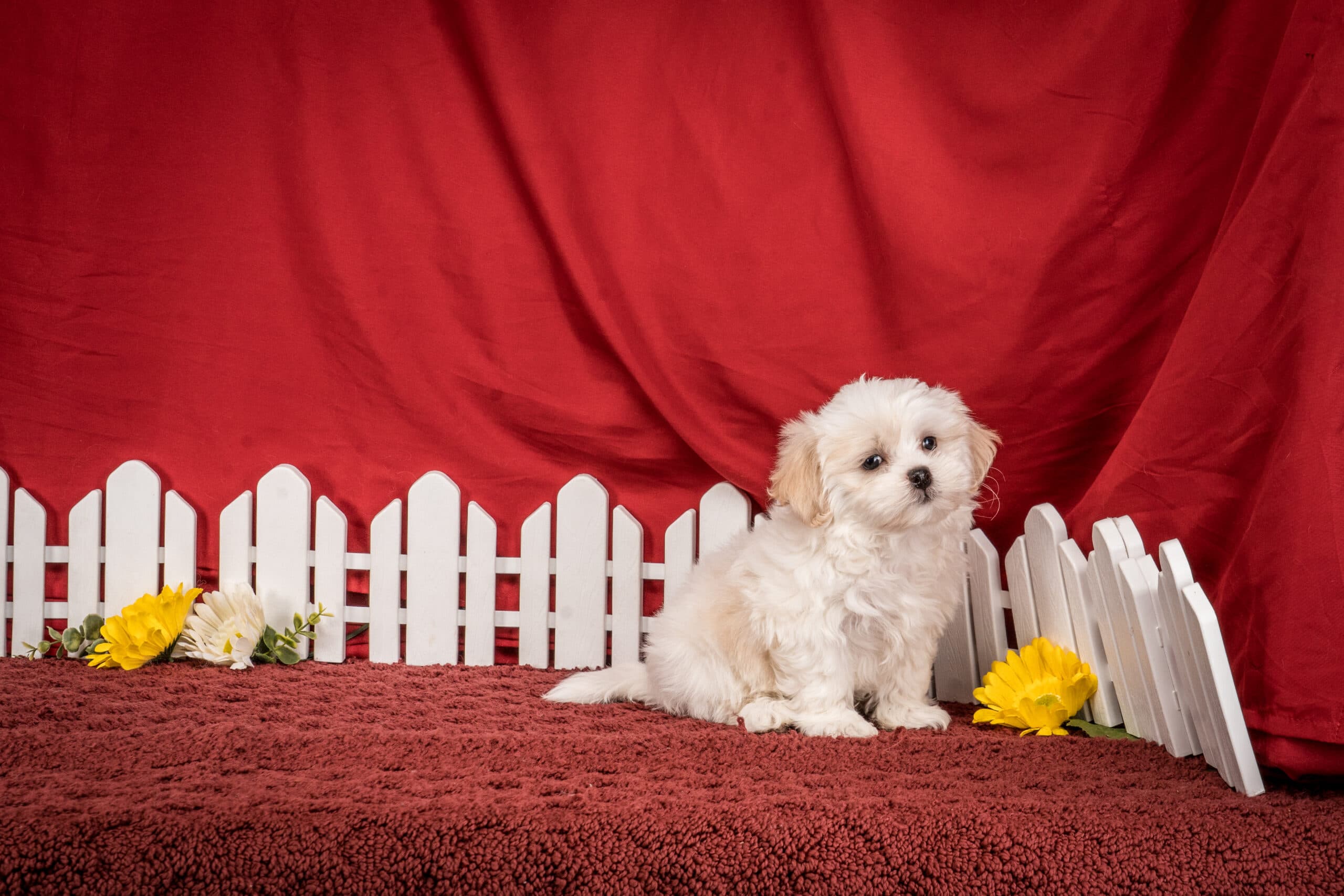 Mr. Boston The Shichon - thumbnail 7