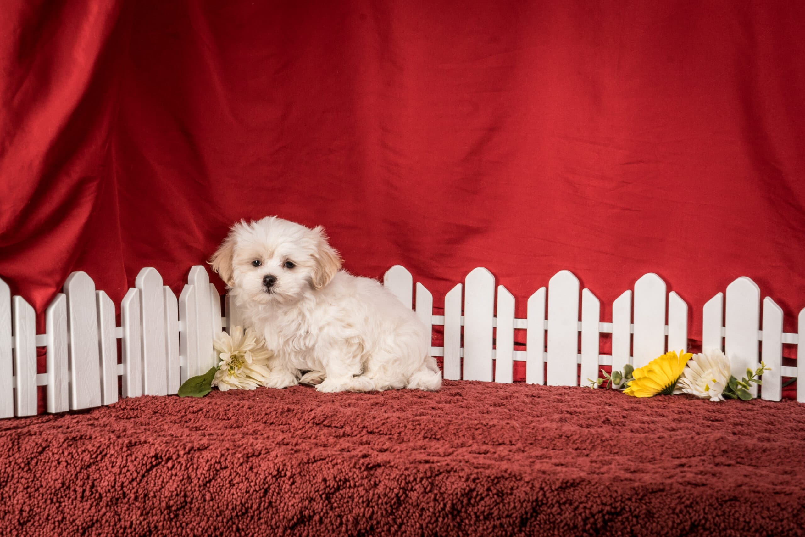 Mr. Boston The Shichon - thumbnail 8