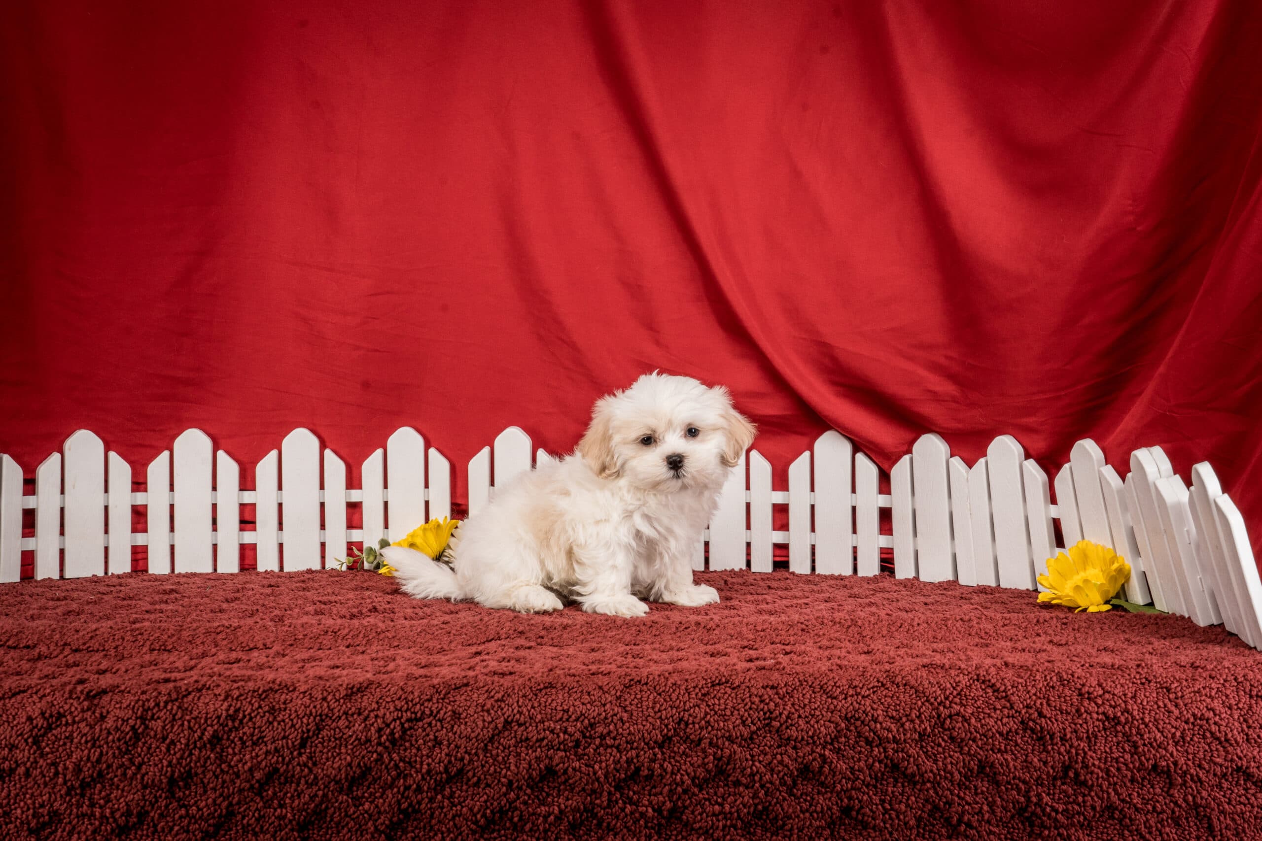 Mr. Boston The Shichon