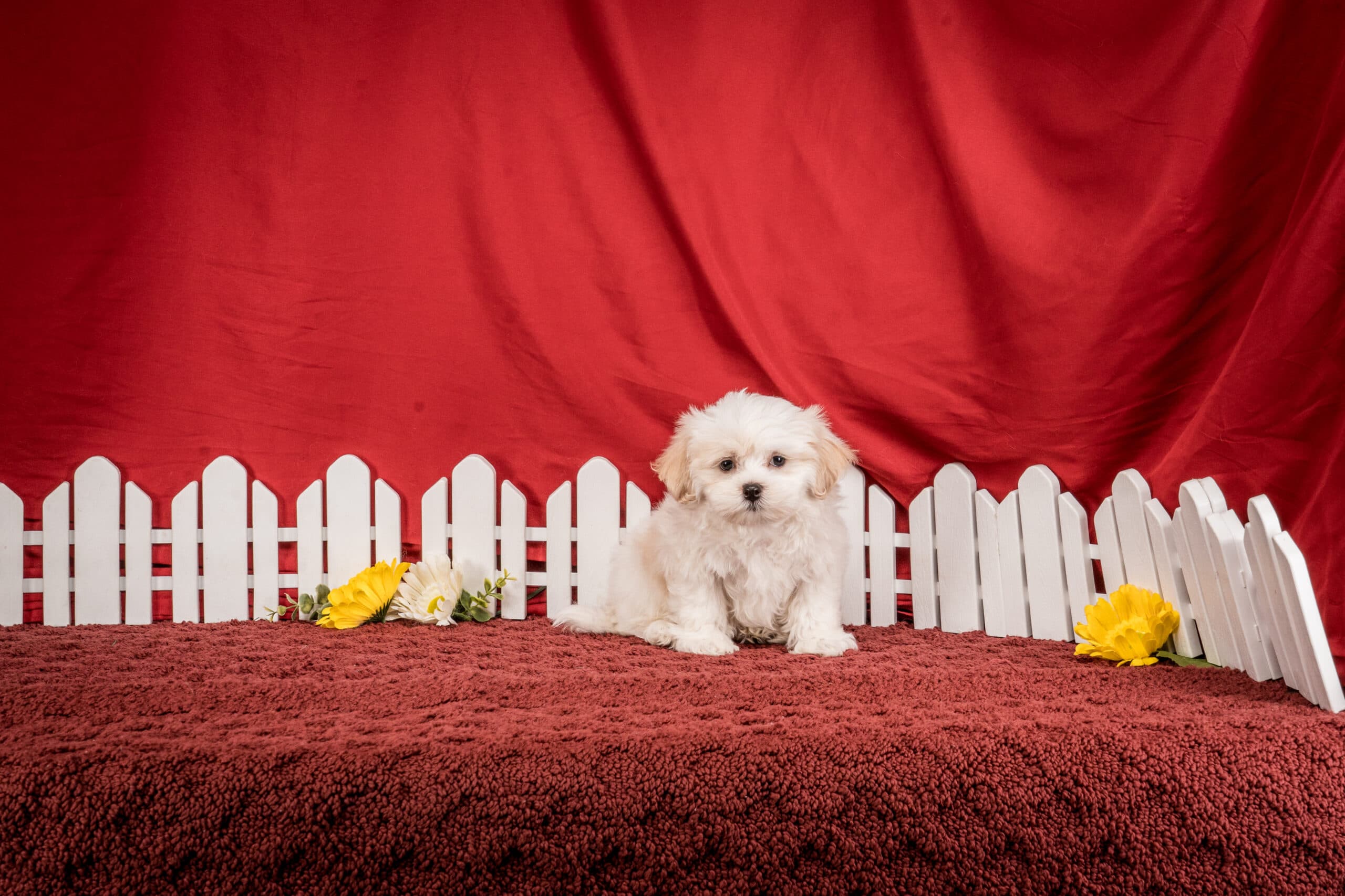 Mr. Boston The Shichon - thumbnail 10