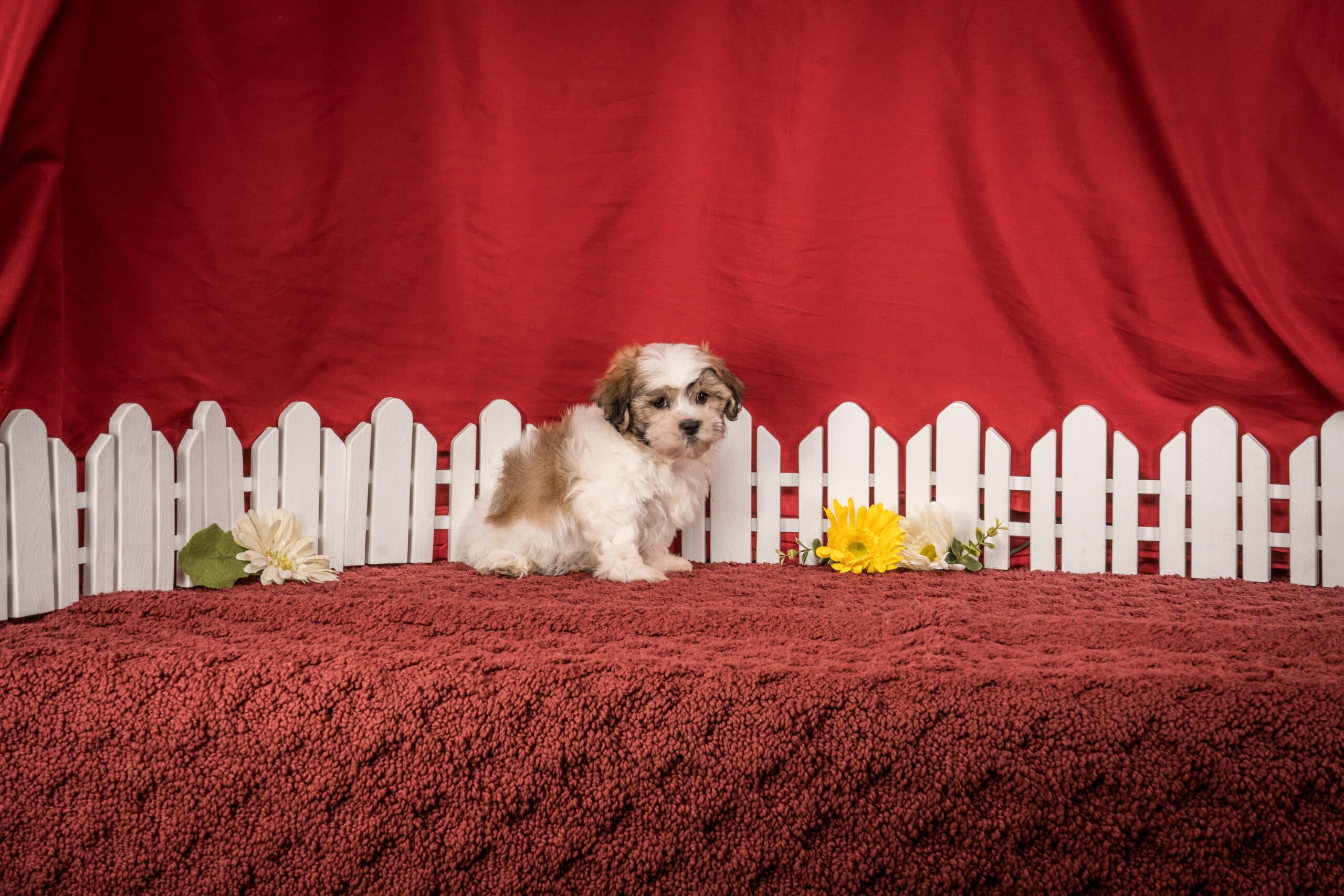 Ms. Bella The Shichon