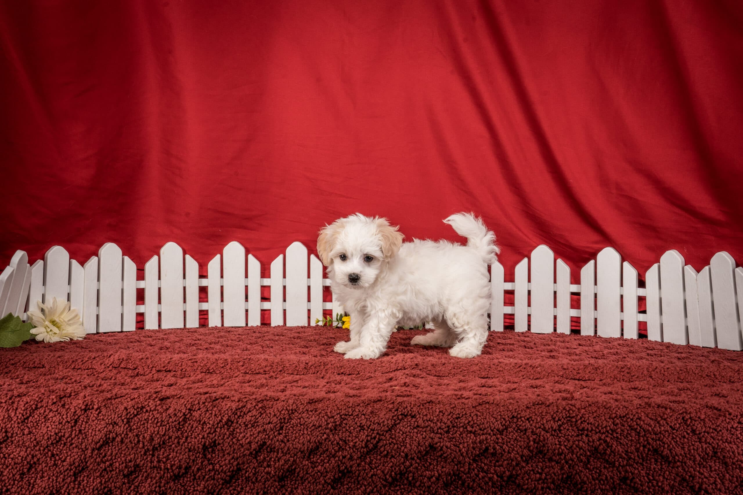 Mr. Chester The Maltipoo - thumbnail 2