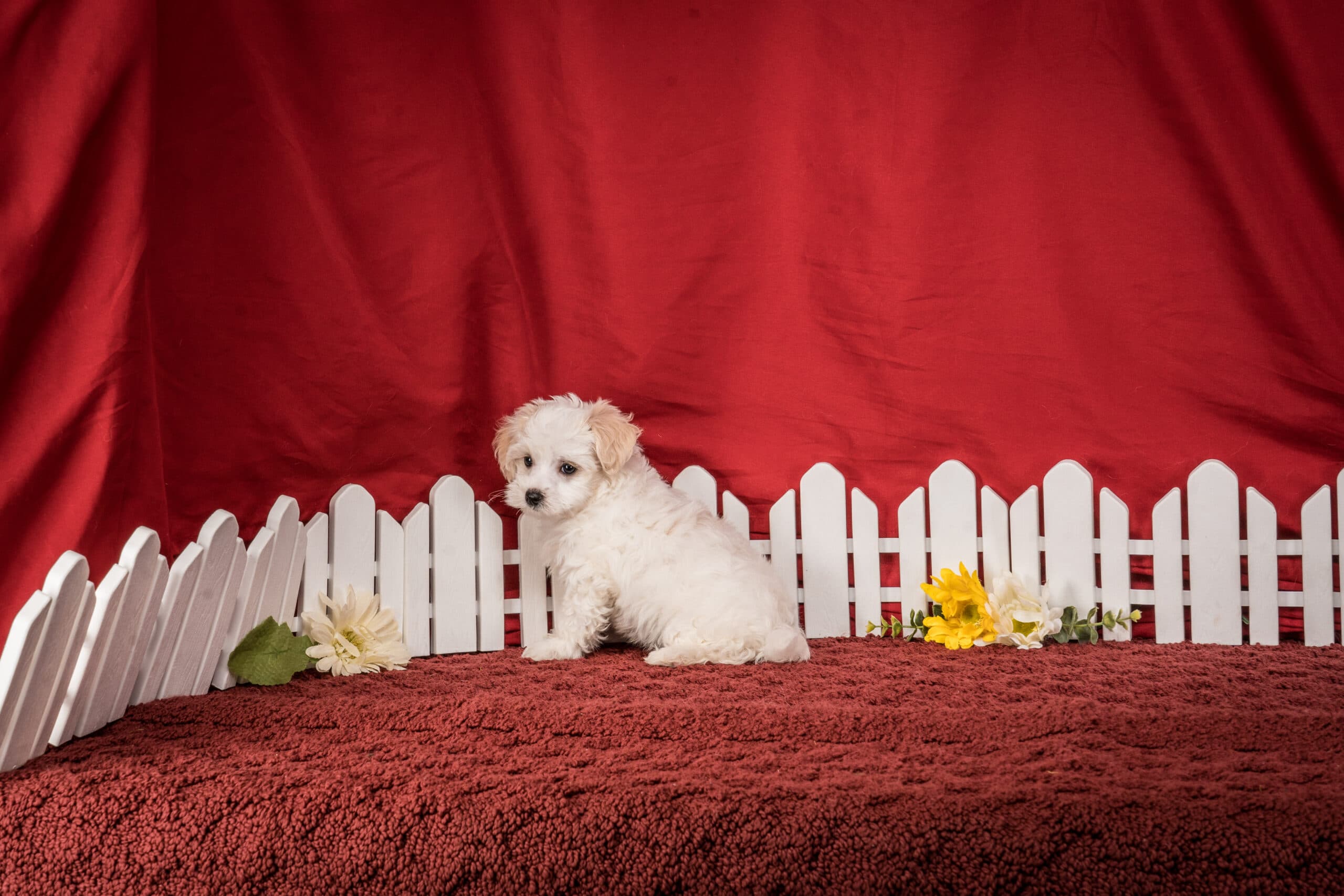 Mr. Chester The Maltipoo - thumbnail 3