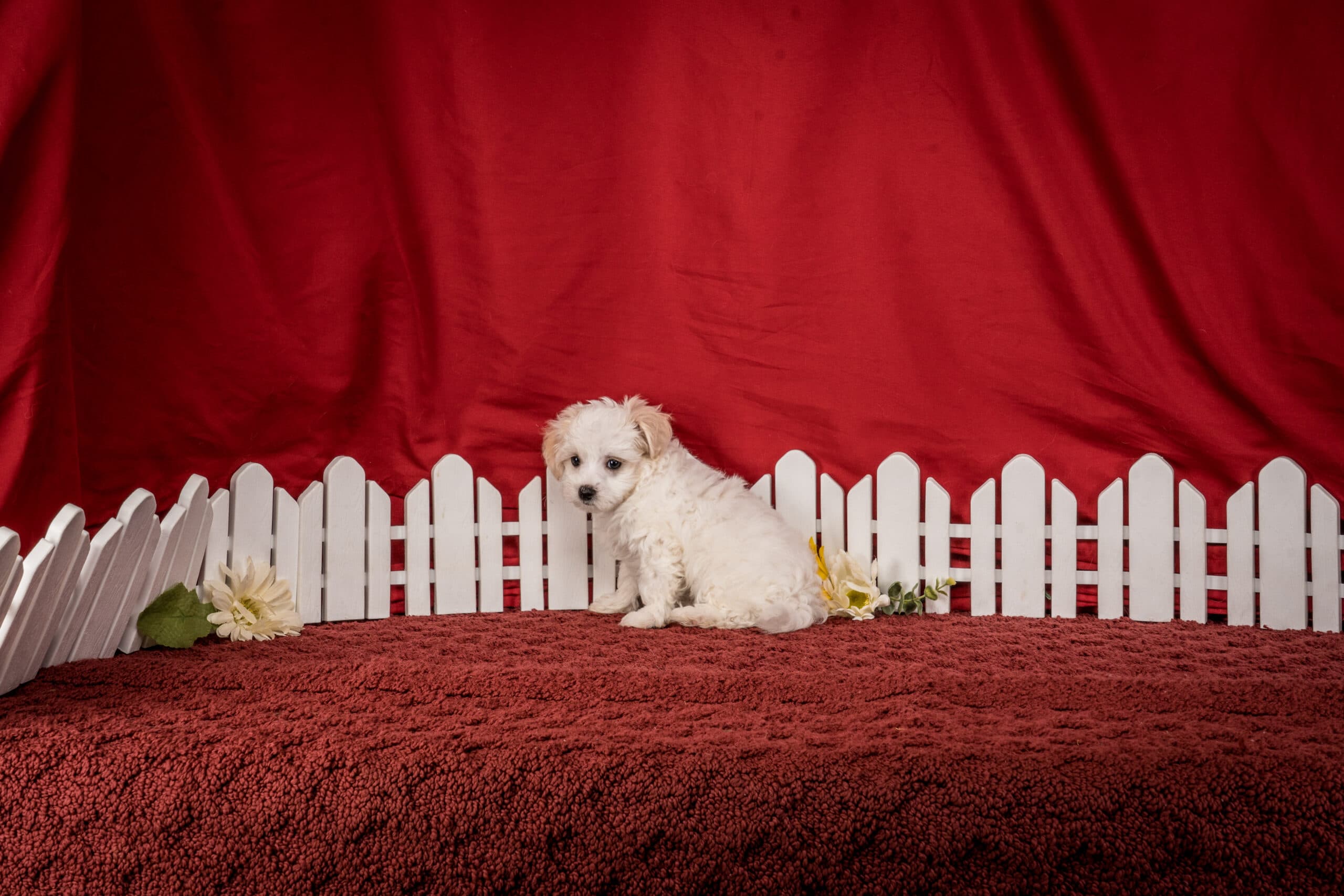 Mr. Chester The Maltipoo - thumbnail 4