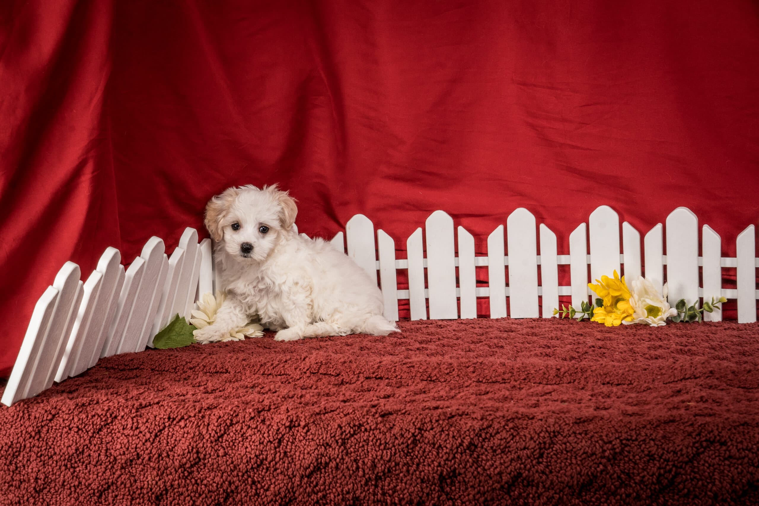 Mr. Chester The Maltipoo - thumbnail 5