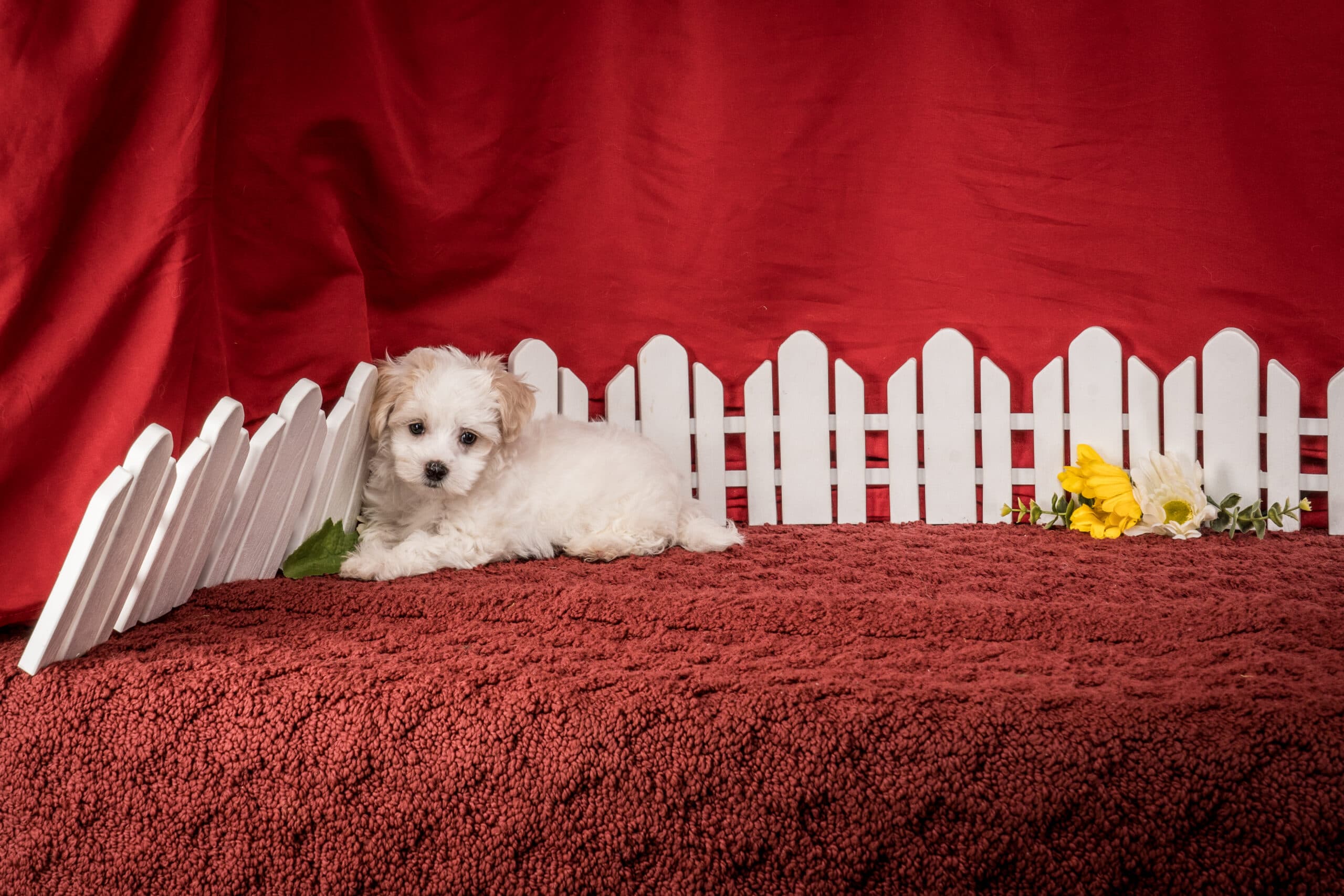 Mr. Chester The Maltipoo - thumbnail 6