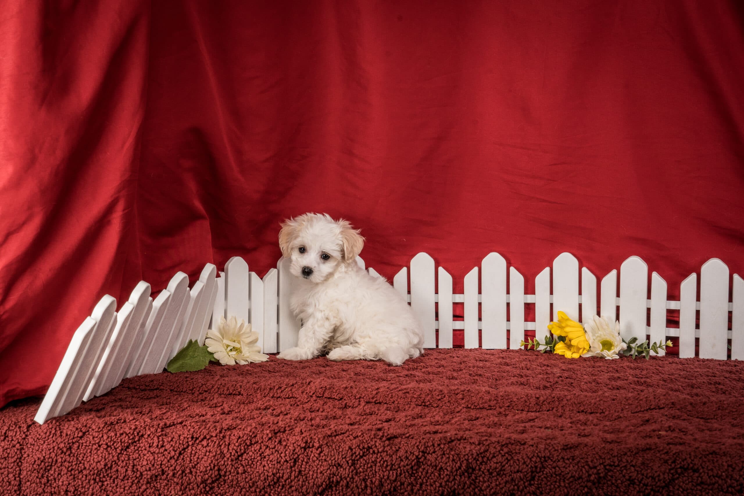 Mr. Chester The Maltipoo - thumbnail 7