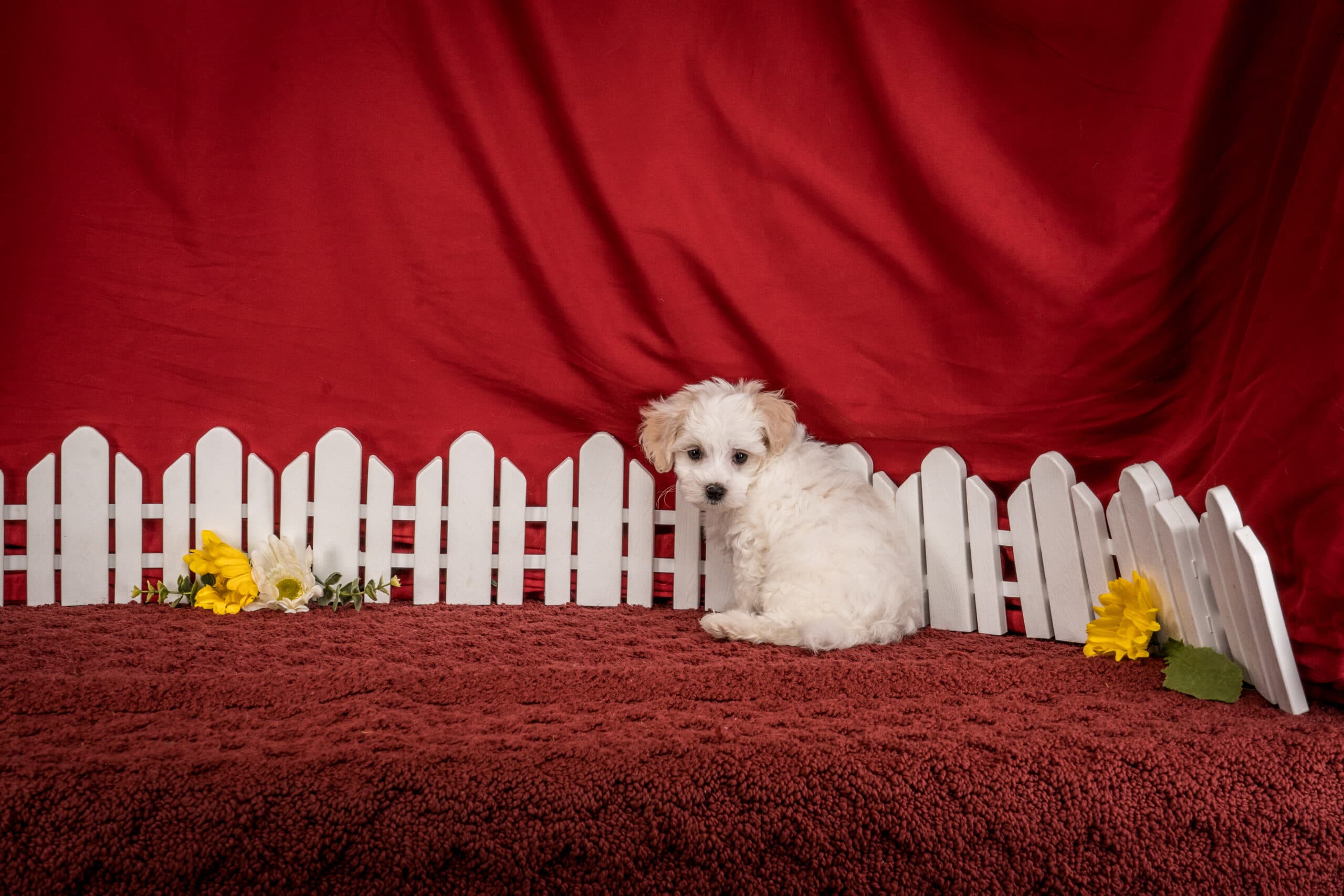 Mr. Chester The Maltipoo - thumbnail 8