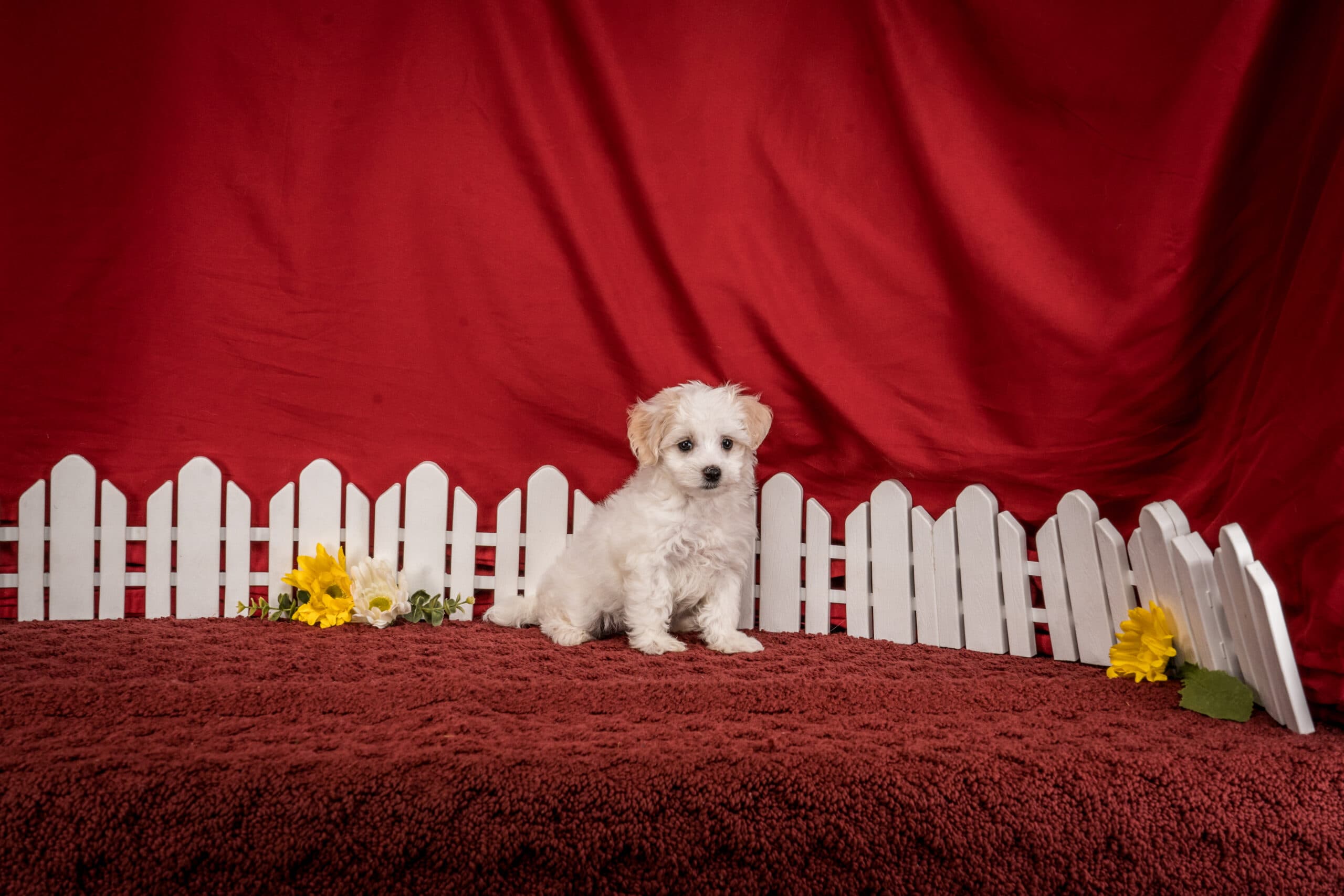 Mr. Chester The Maltipoo - thumbnail 10