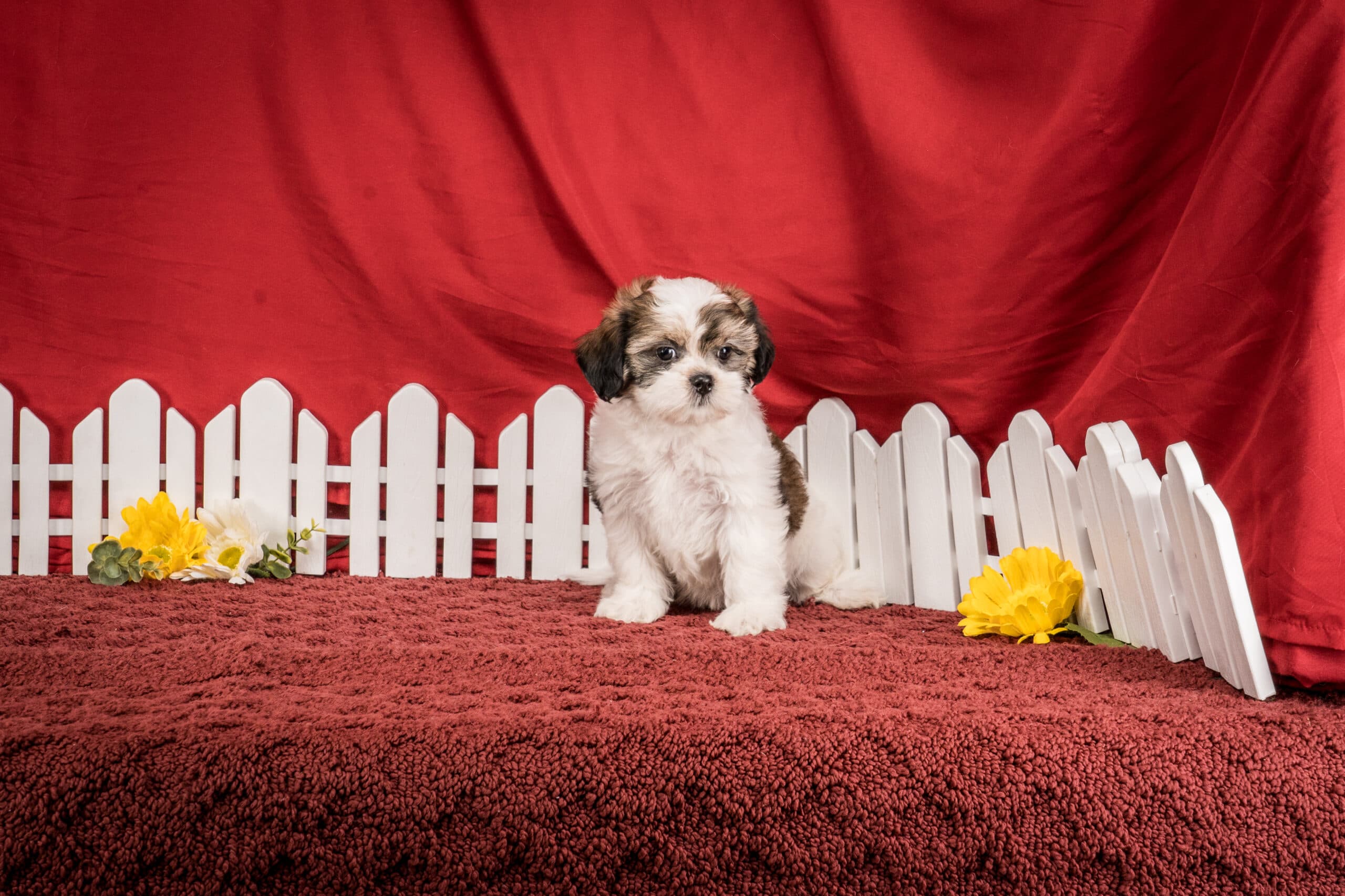 Ms. Bella The Shichon - thumbnail 2