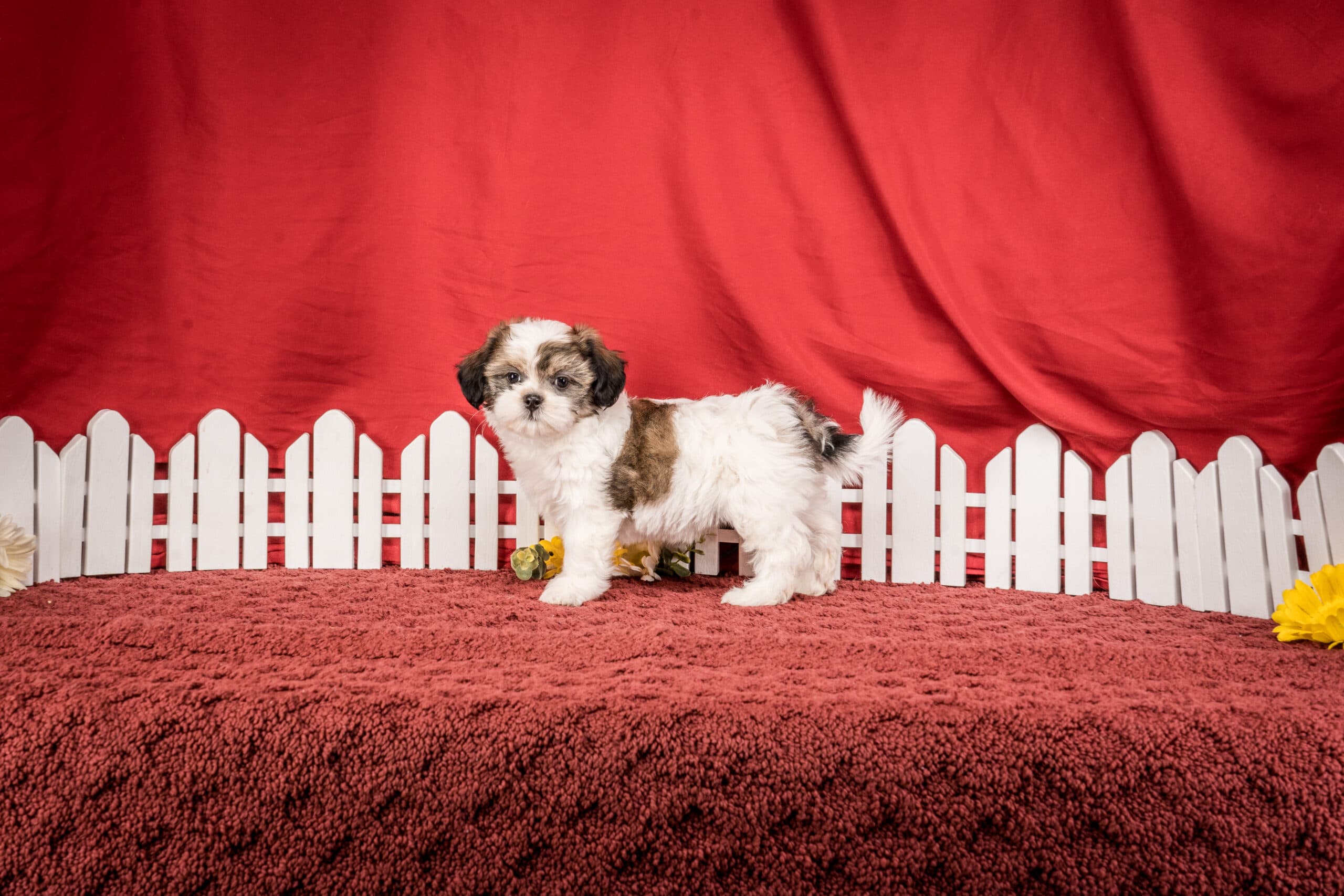 Ms. Bella The Shichon - thumbnail 3