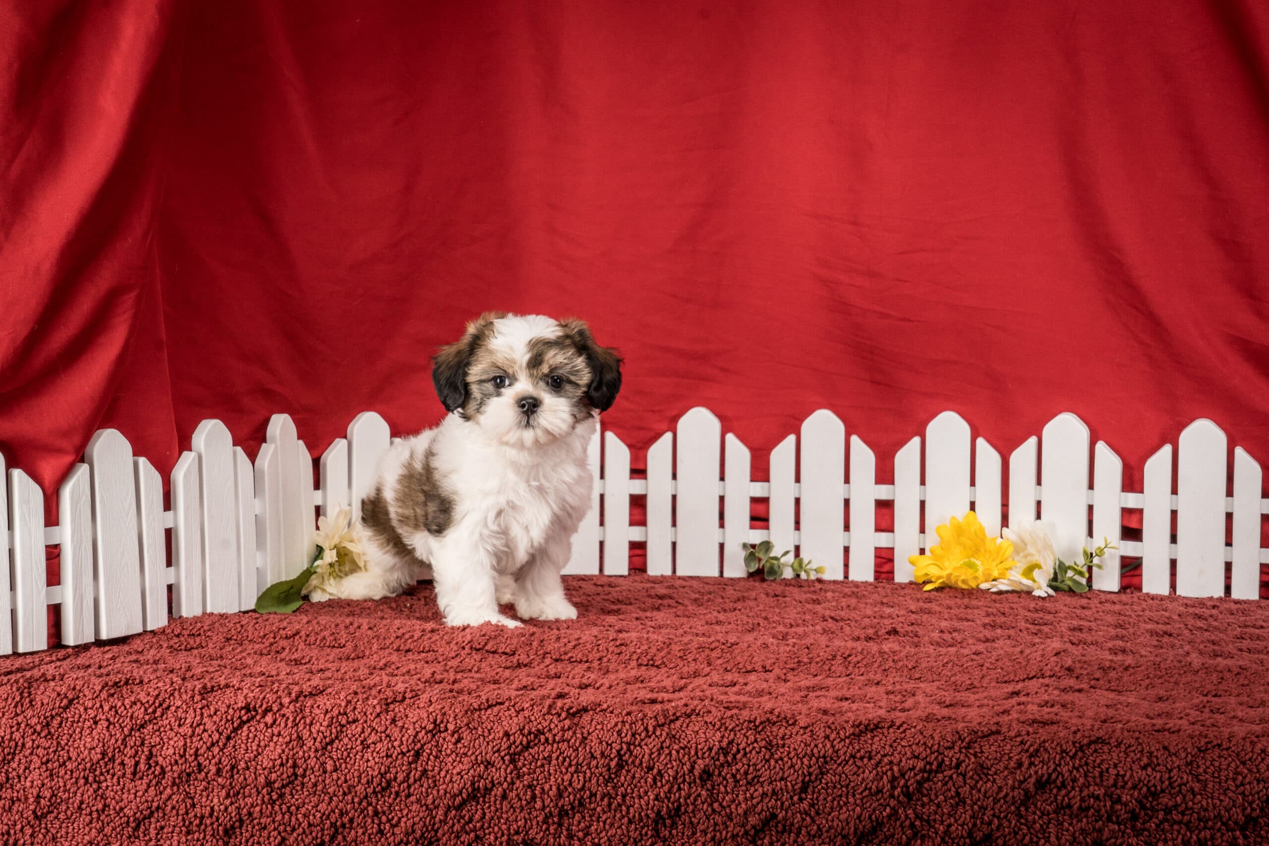 Ms. Bella The Shichon - thumbnail 4