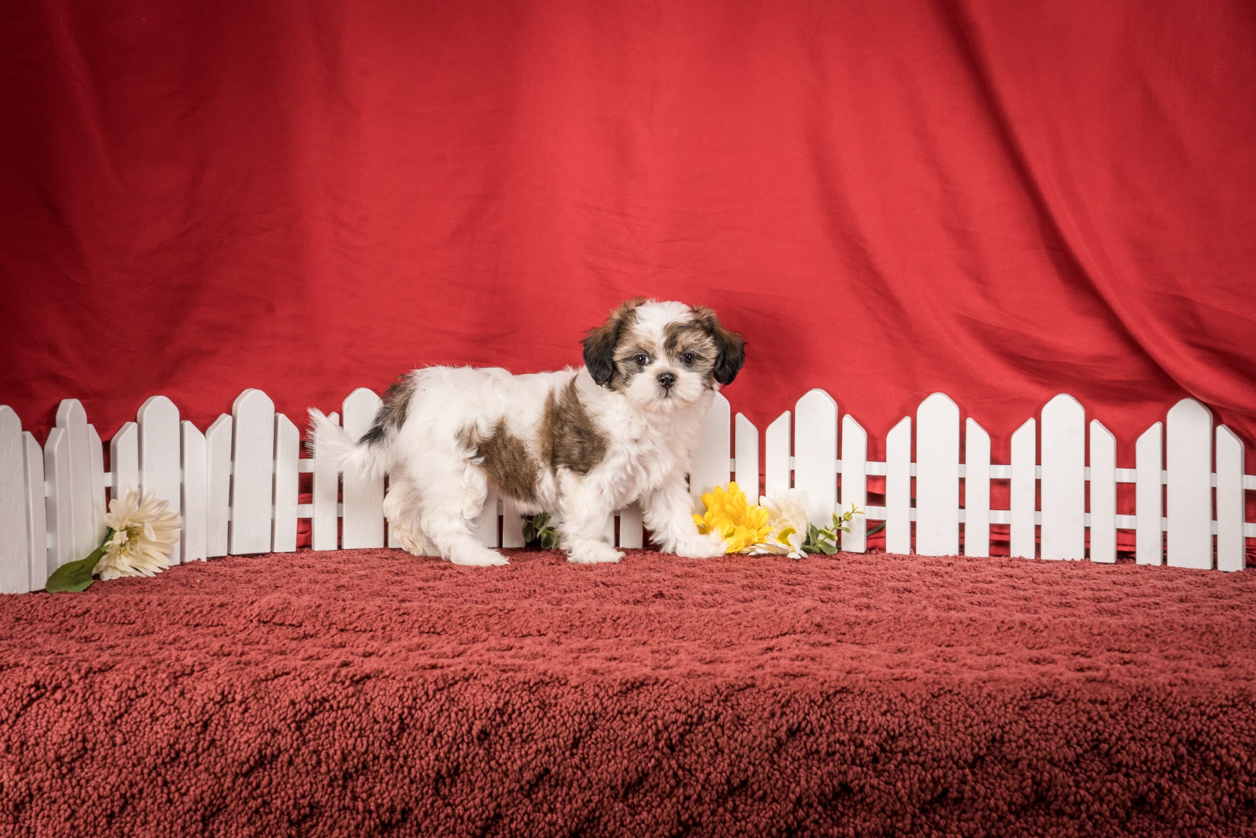 Ms. Bella The Shichon - thumbnail 5