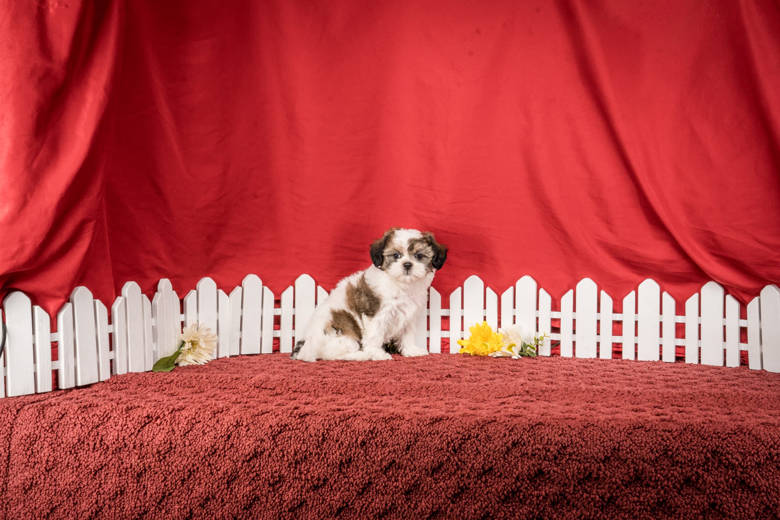 Ms. Bella The Shichon - thumbnail 6