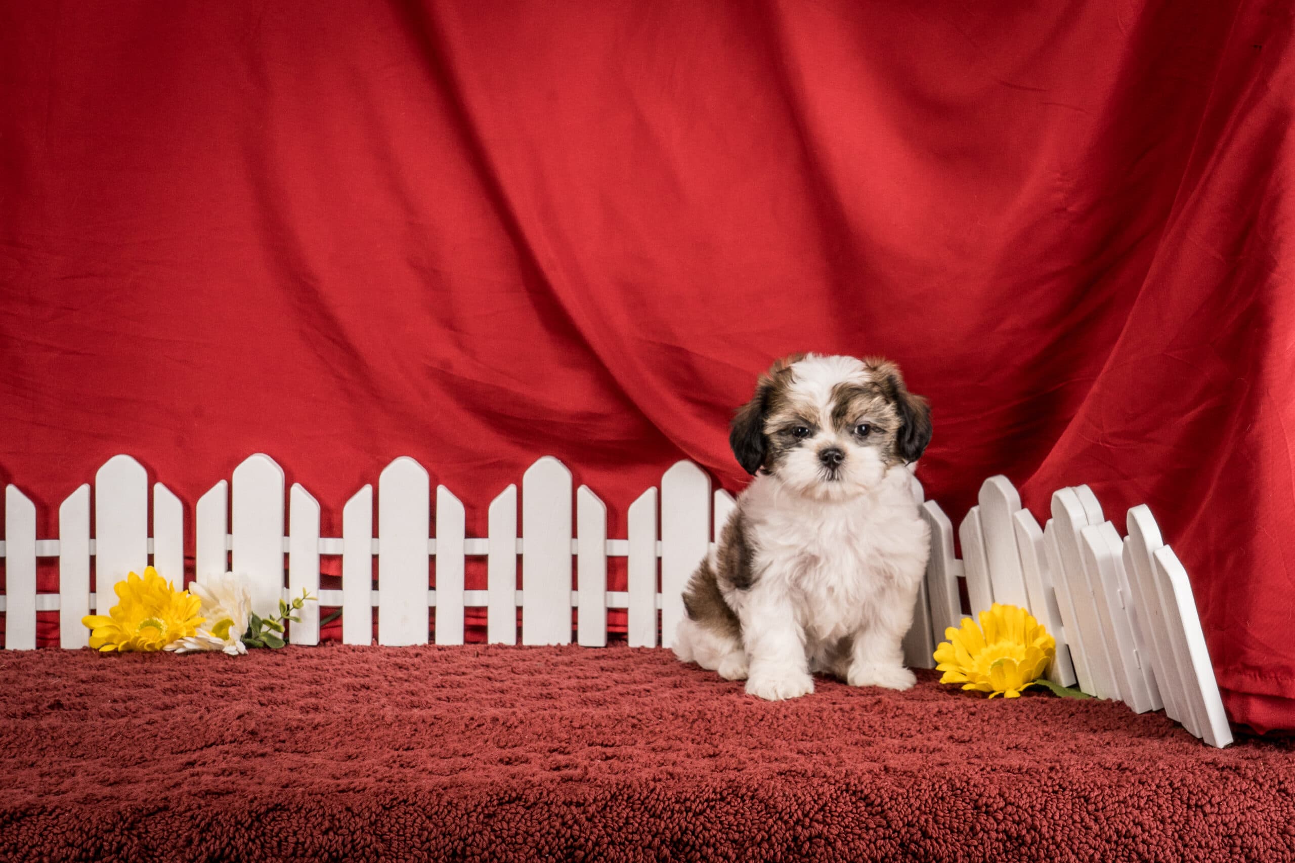Ms. Bella The Shichon - thumbnail 7