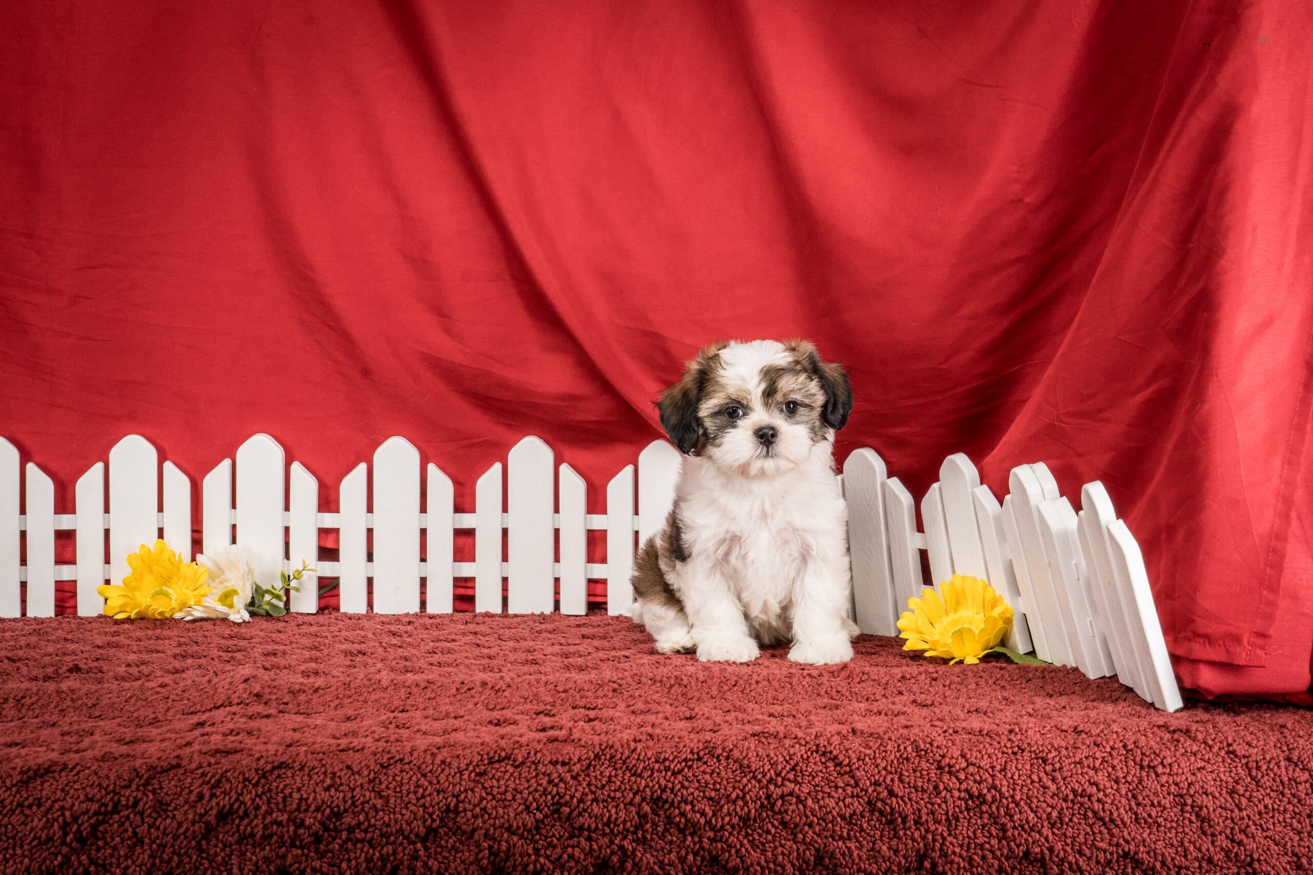 Ms. Bella The Shichon - thumbnail 8