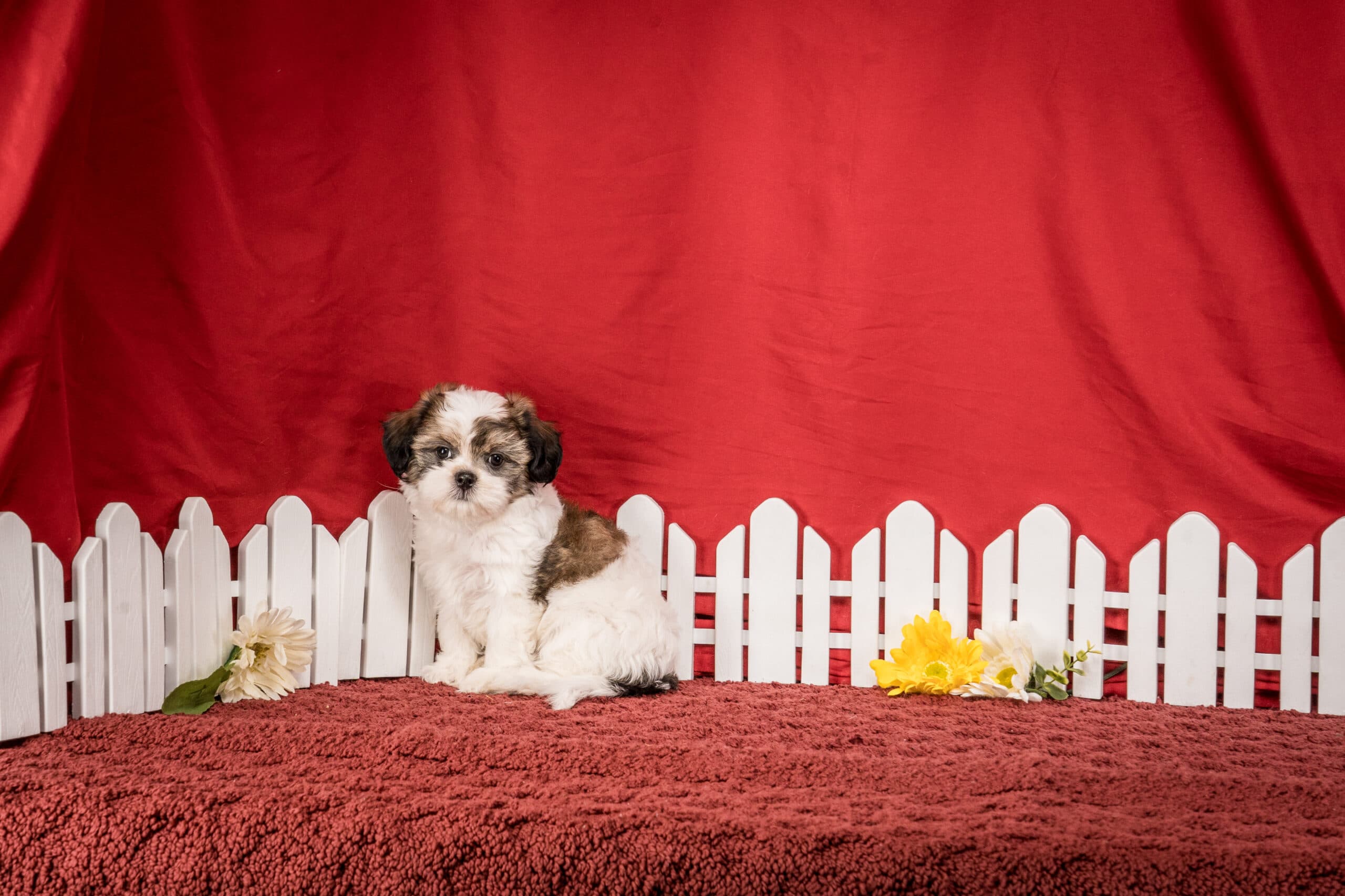 Ms. Bella The Shichon - thumbnail 9