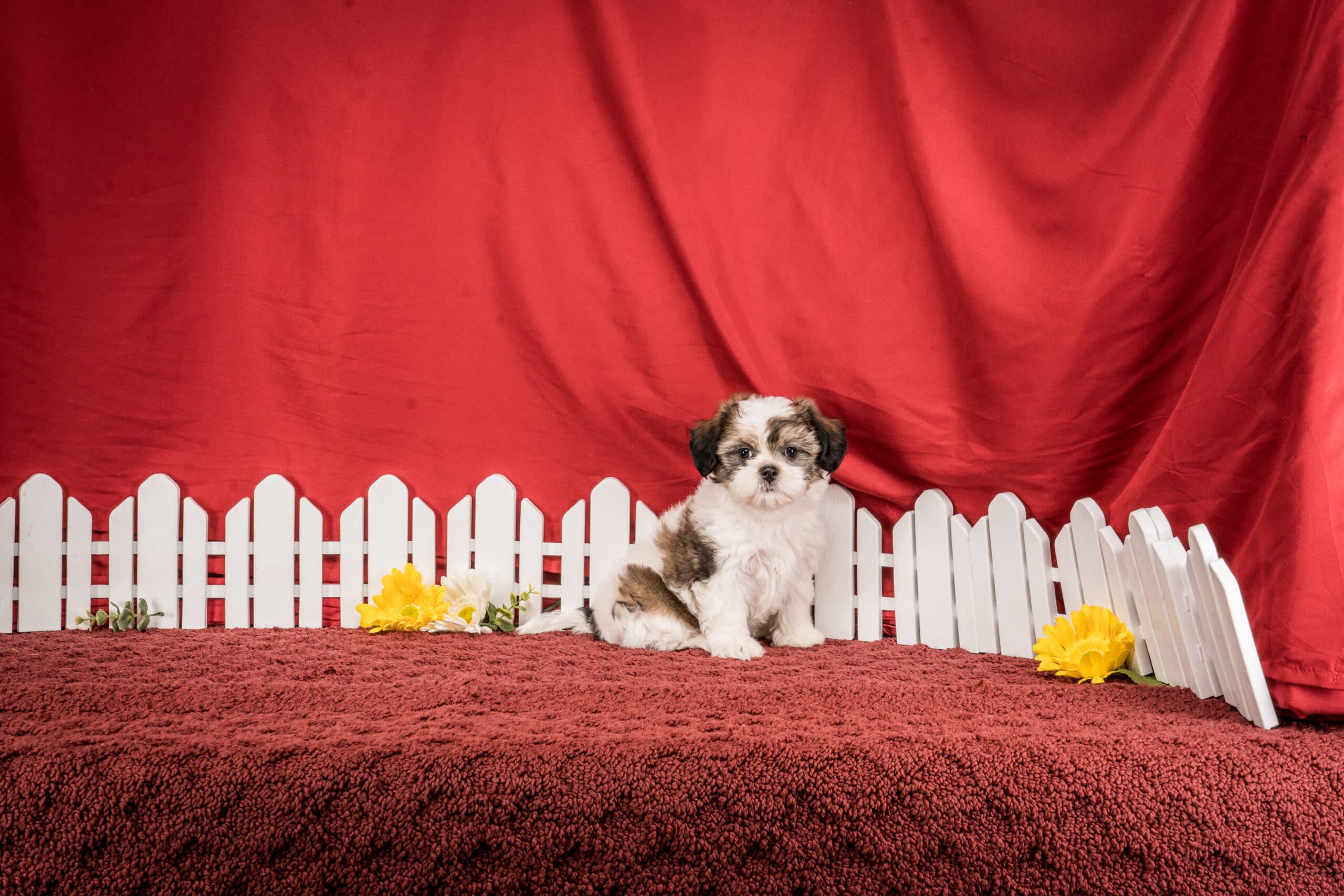 Ms. Bella The Shichon - thumbnail 10