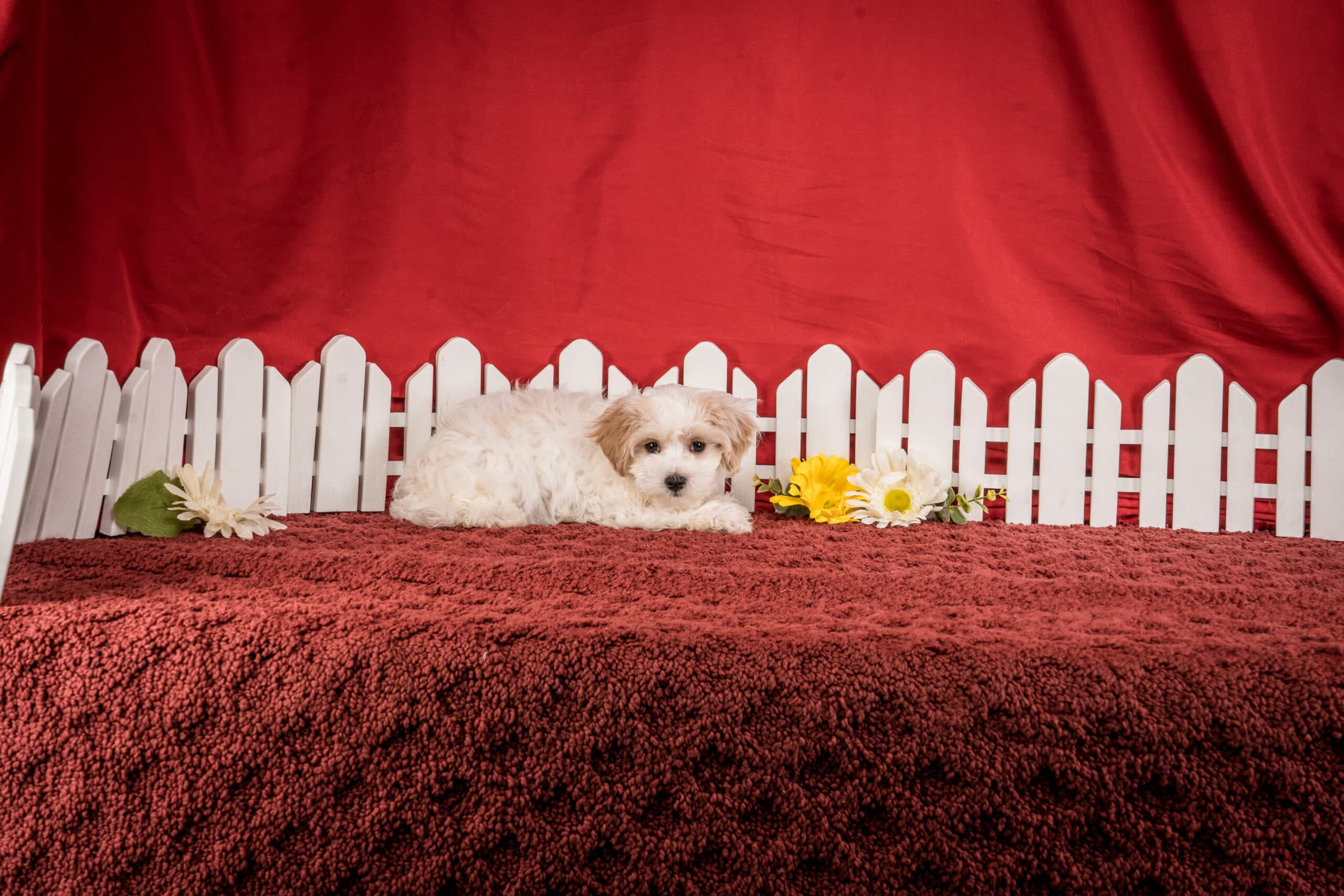 Mr. Daren The Maltipoo - thumbnail 2