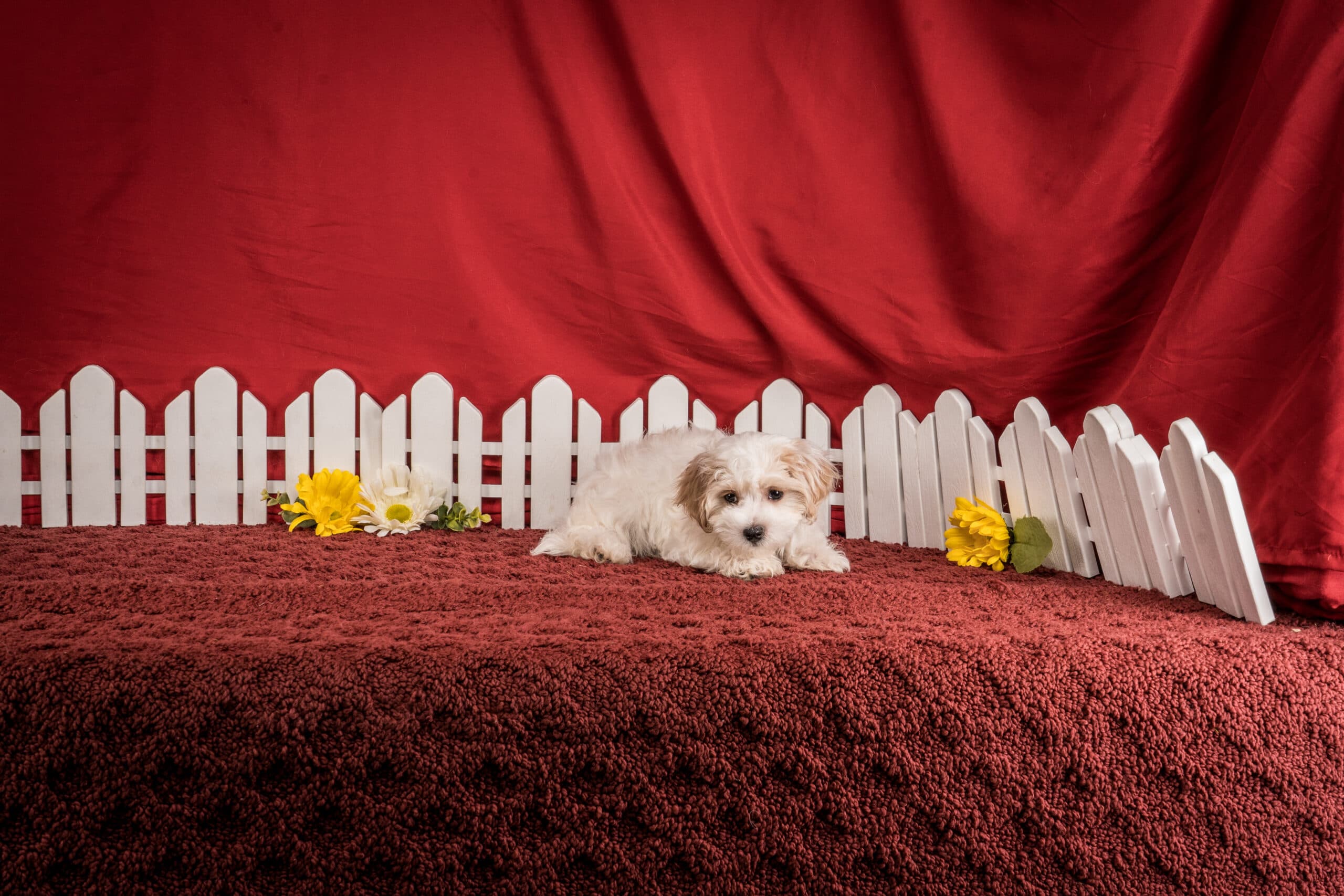 Mr. Daren The Maltipoo - thumbnail 4