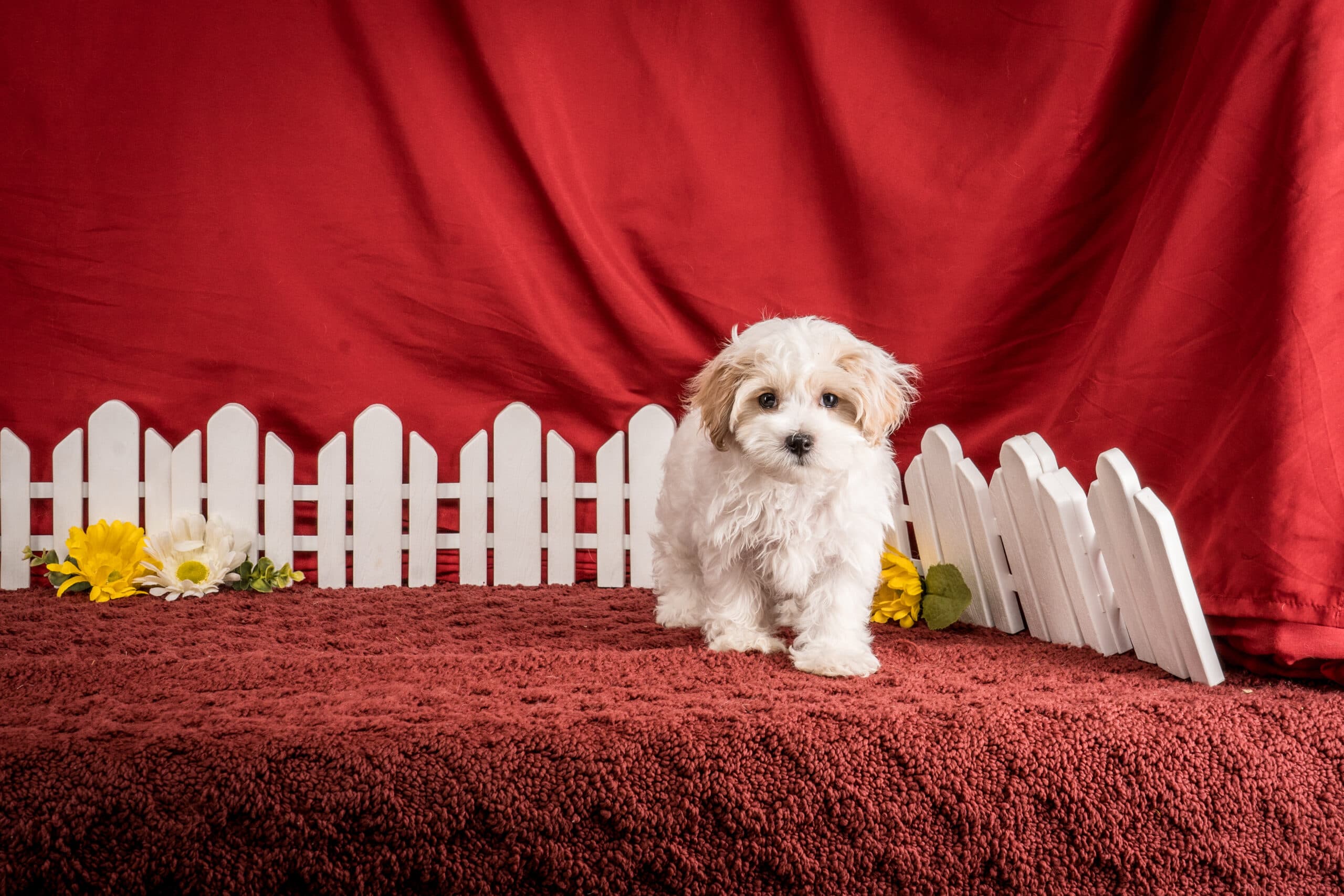Mr. Daren The Maltipoo - thumbnail 5