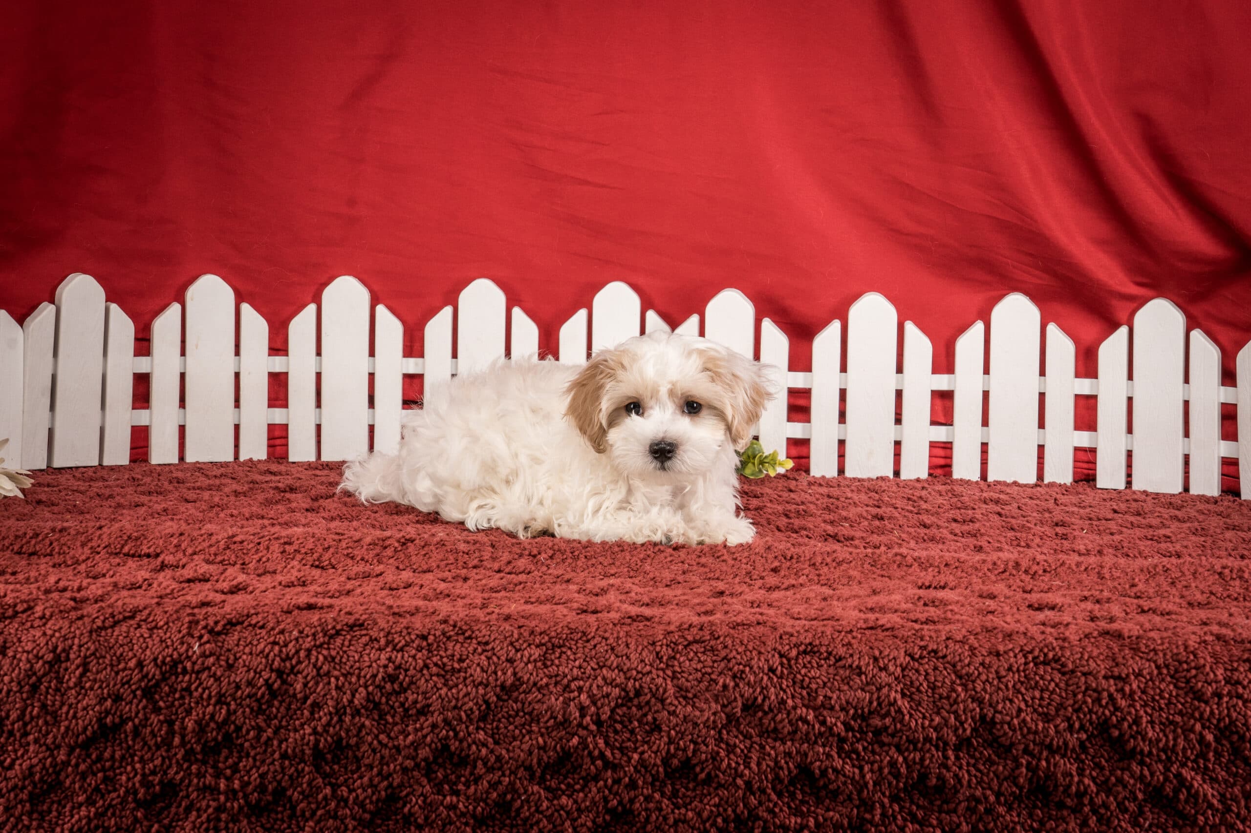 Mr. Daren The Maltipoo - thumbnail 6