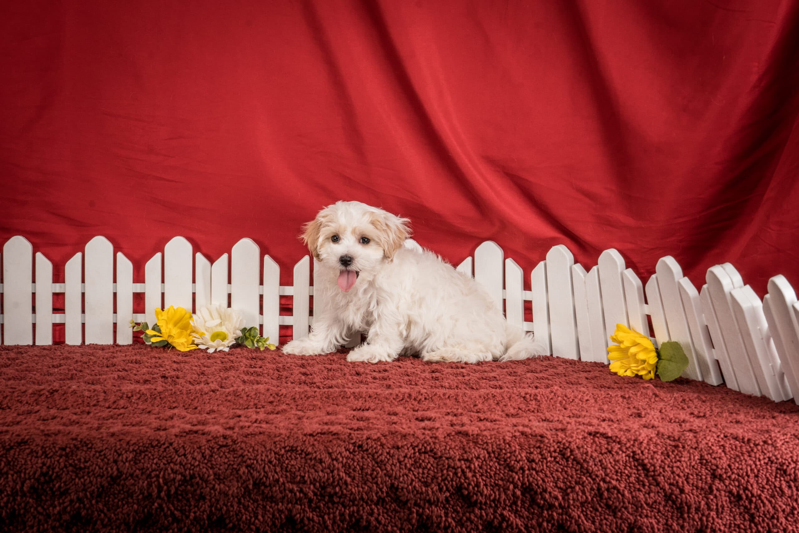 Mr. Daren The Maltipoo - thumbnail 7