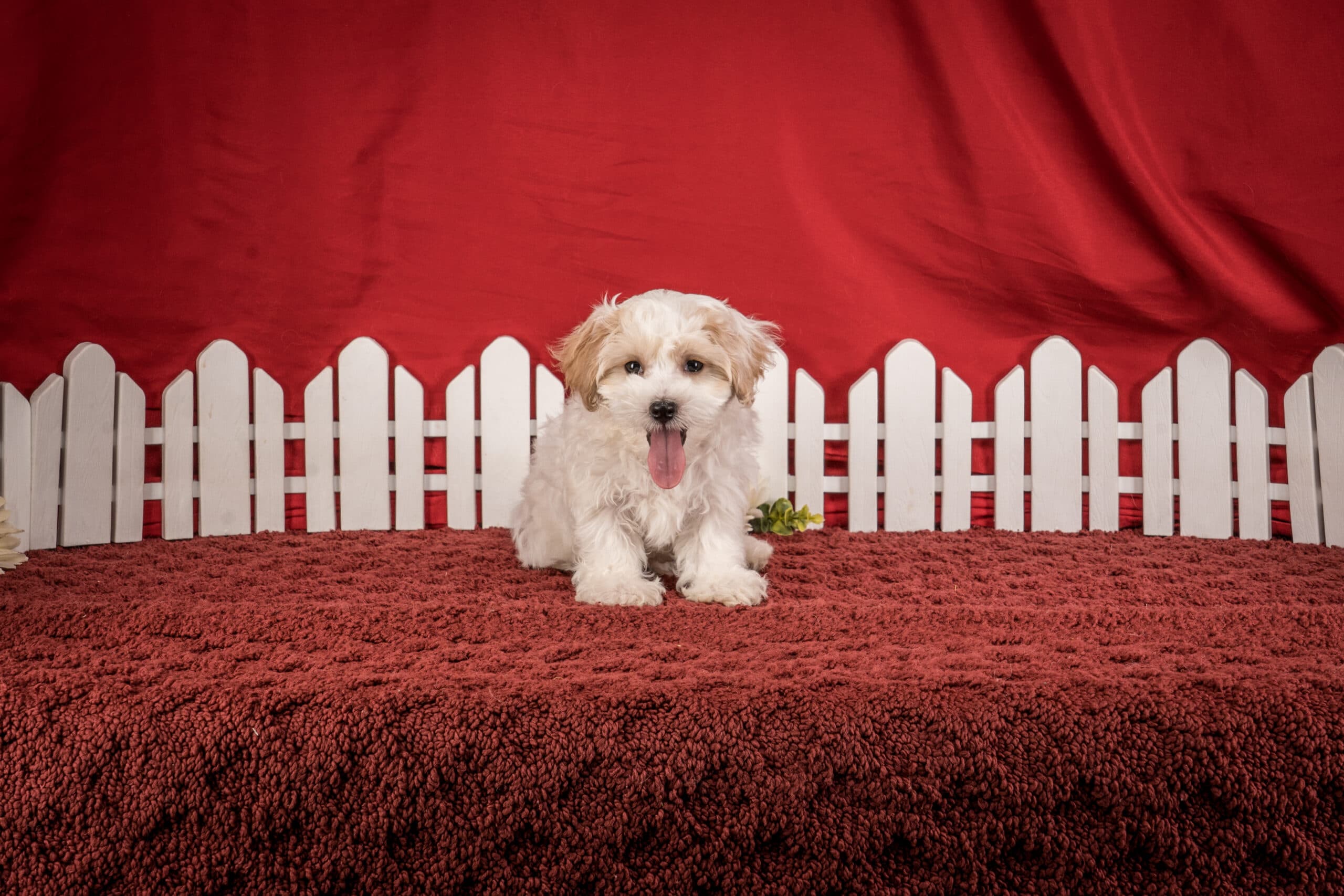 Mr. Daren The Maltipoo - thumbnail 8
