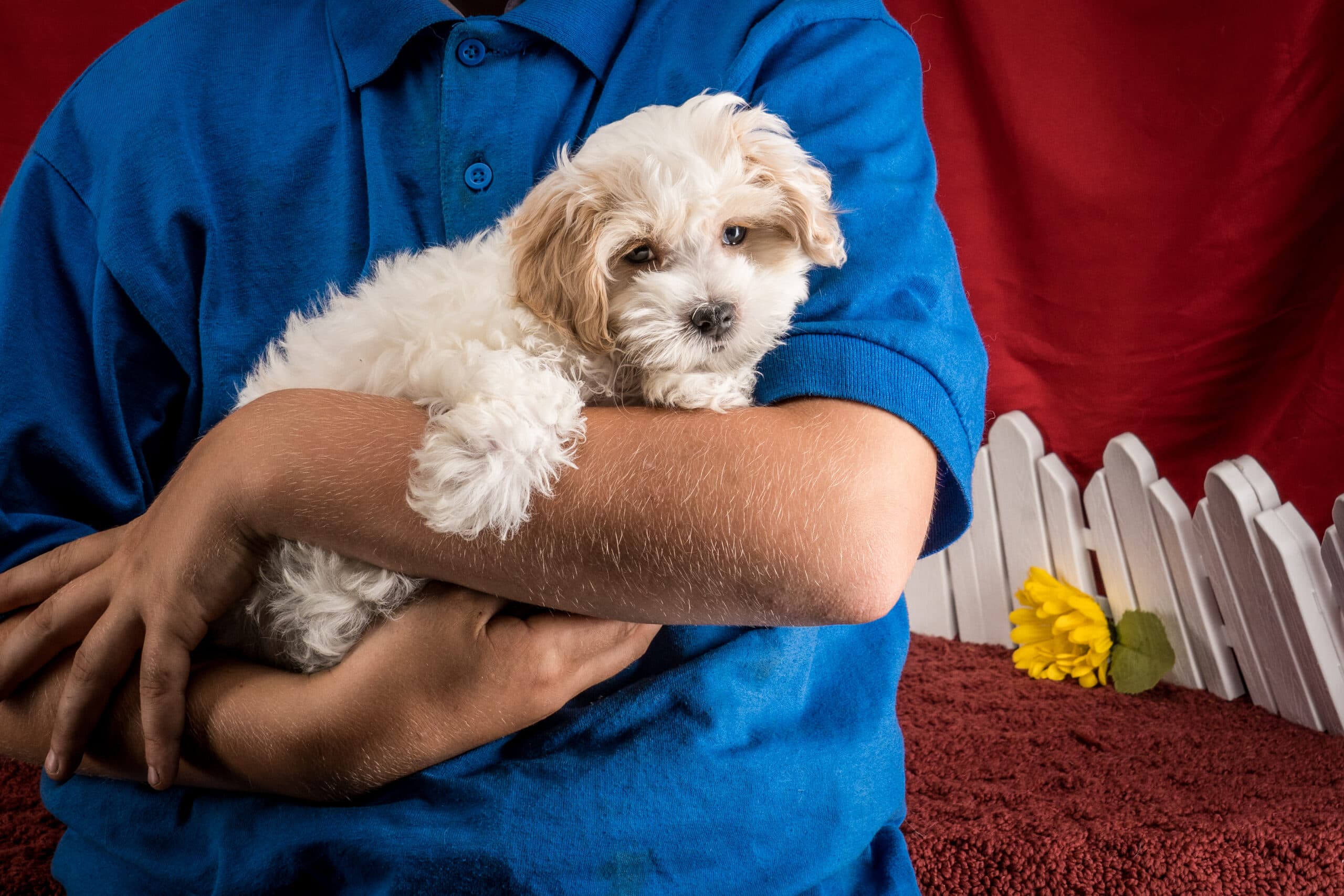 Mr. Daren The Maltipoo - thumbnail 9