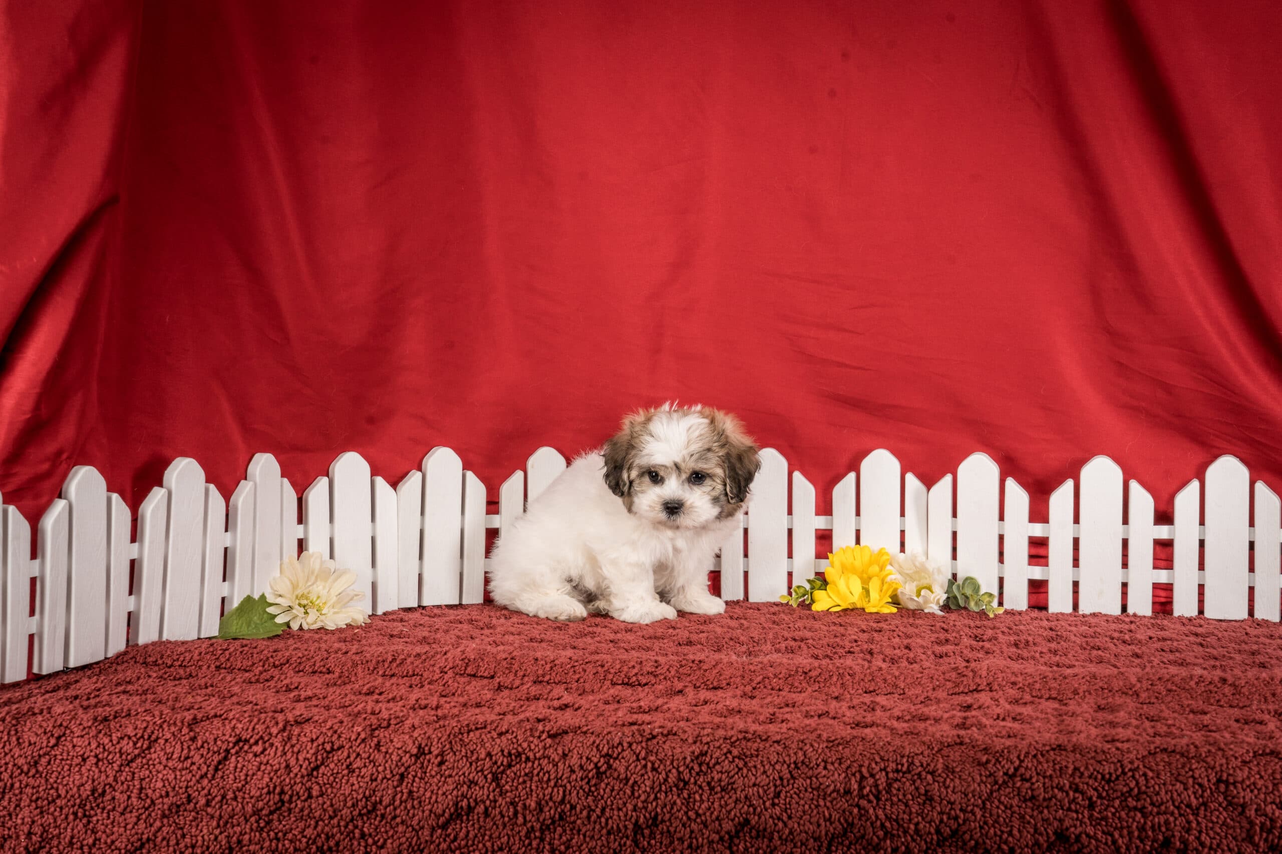 Mr. Derek The Shichon - thumbnail 2