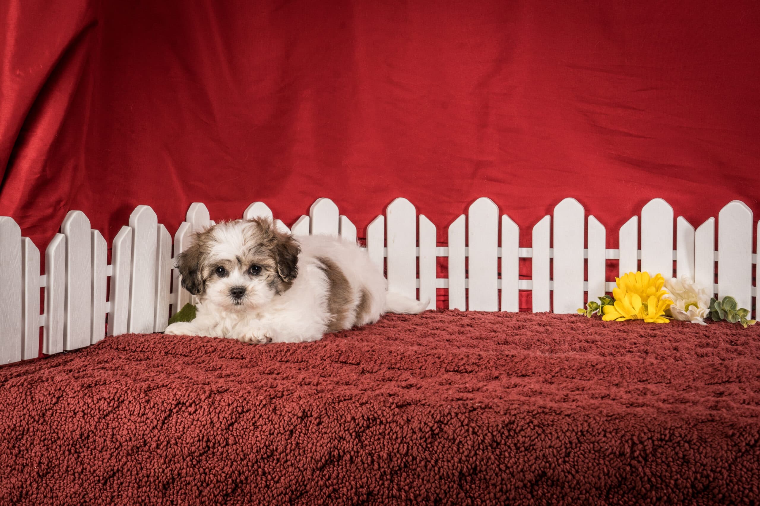 Mr. Derek The Shichon - thumbnail 3