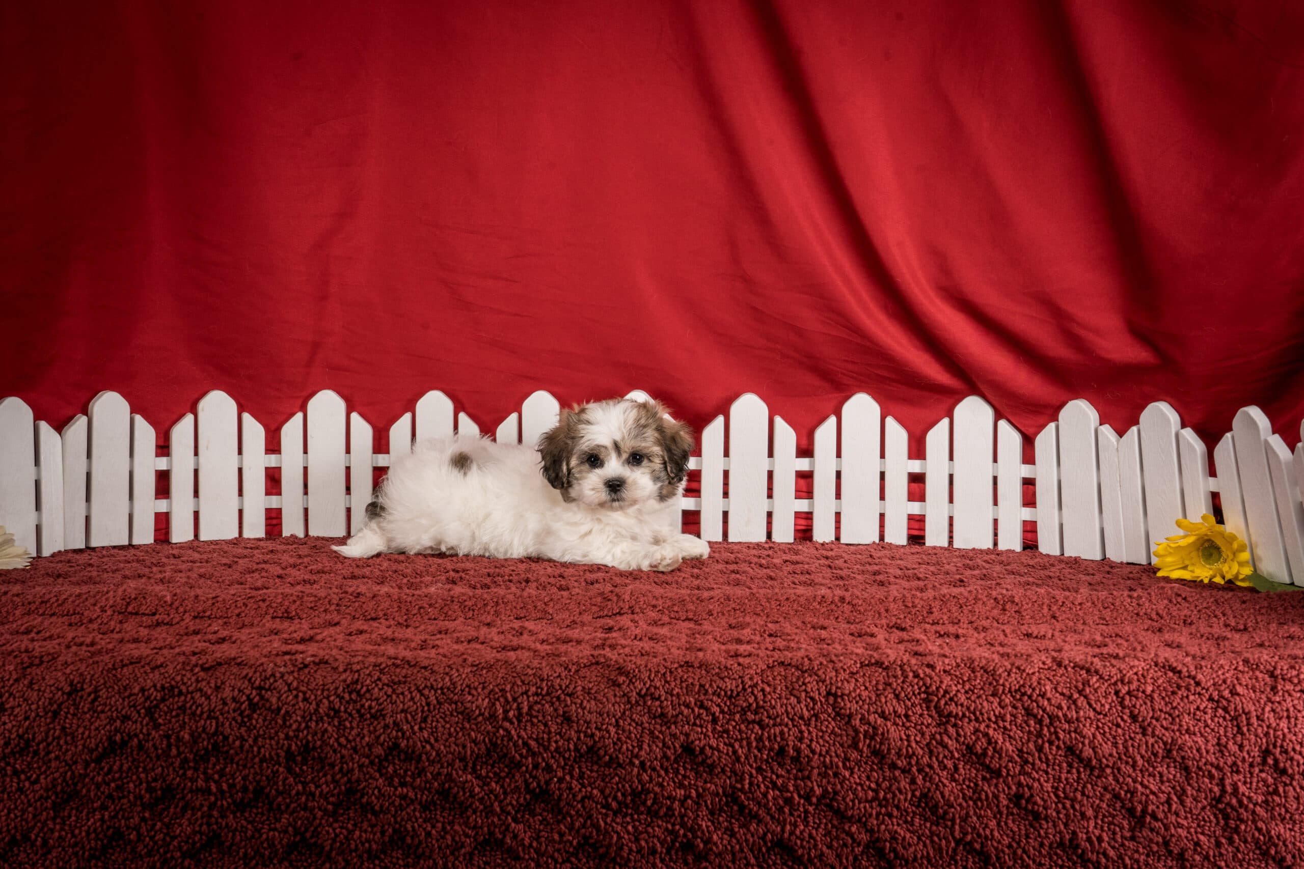 Mr. Derek The Shichon - thumbnail 4