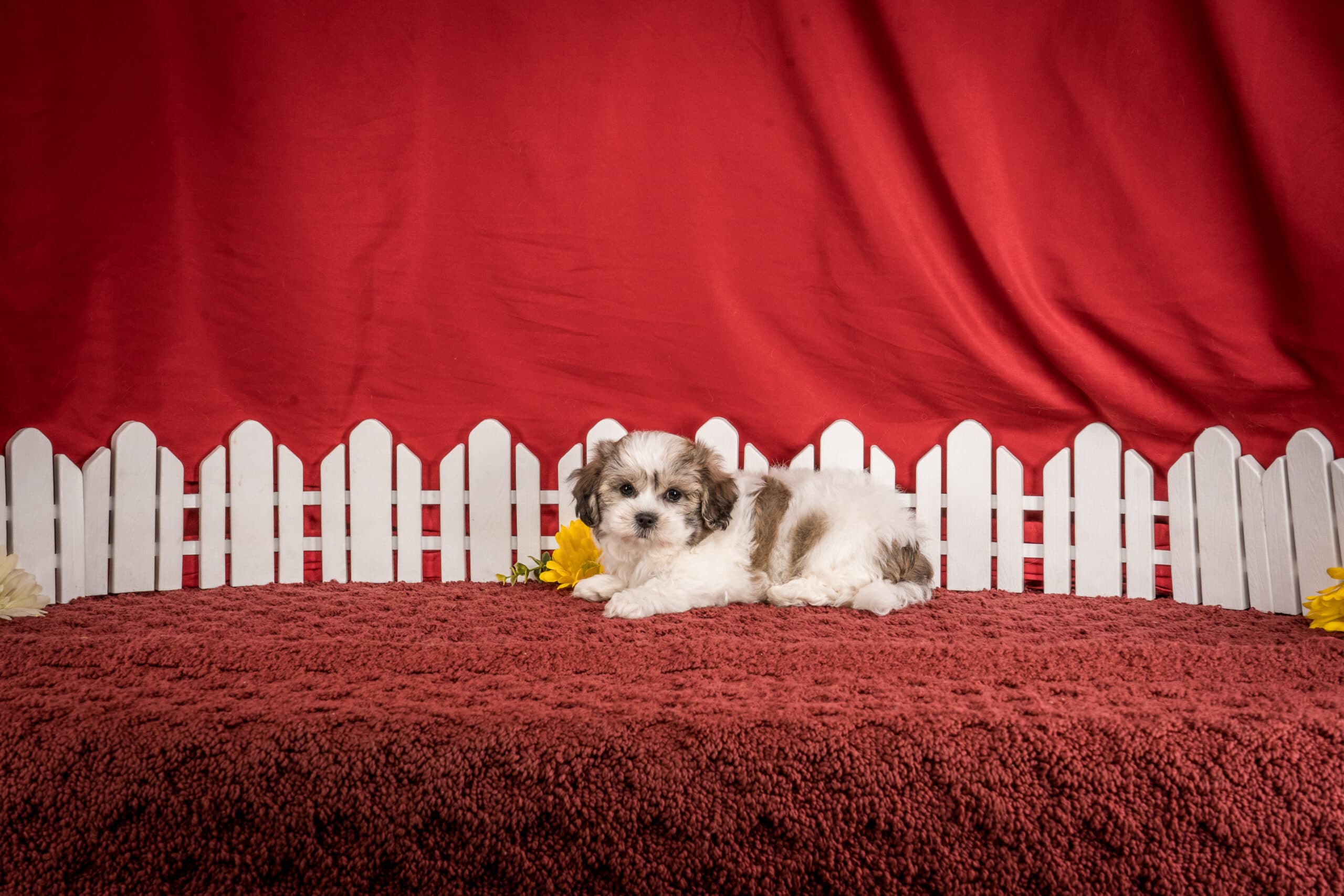 Mr. Derek The Shichon