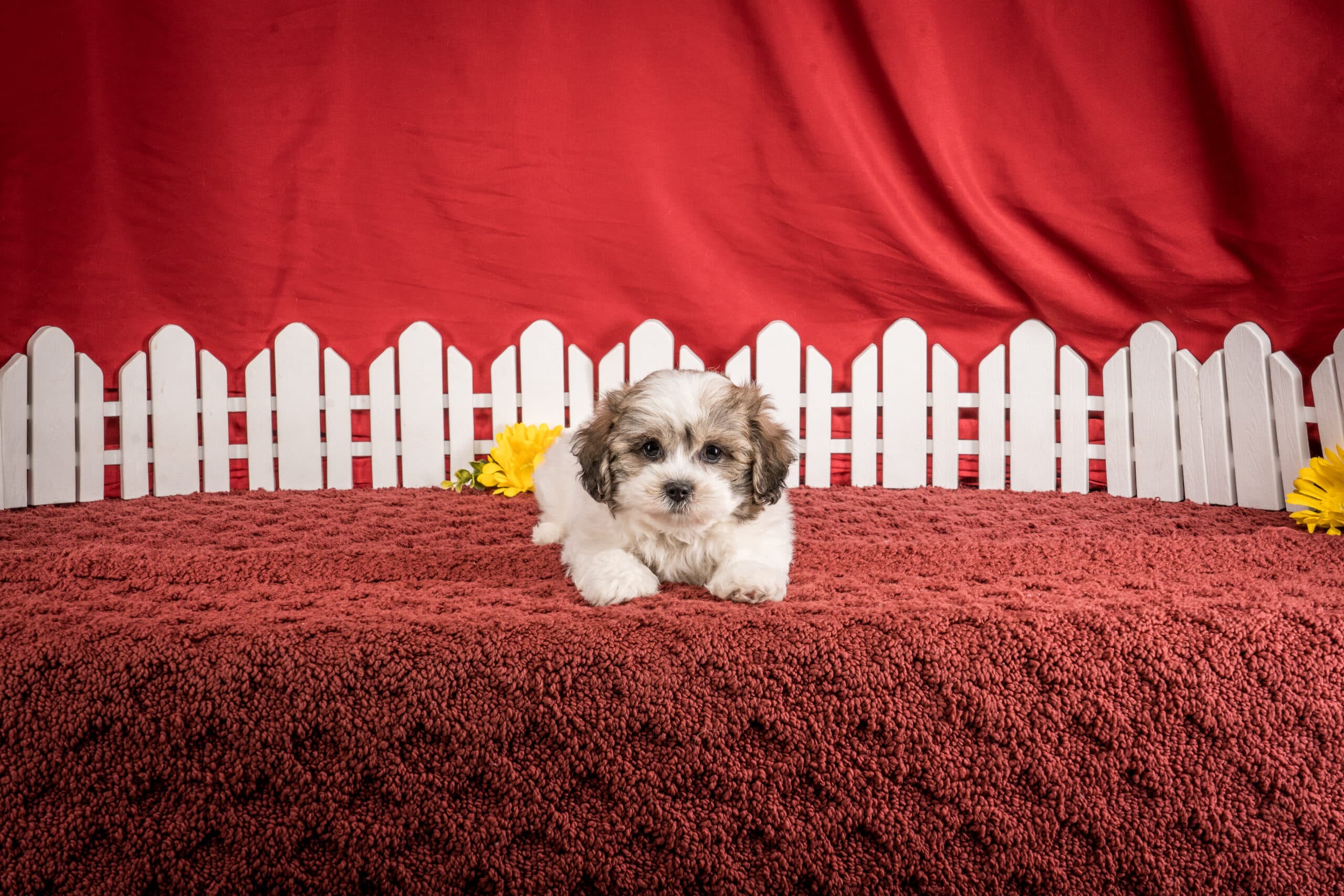 Mr. Derek The Shichon - thumbnail 6