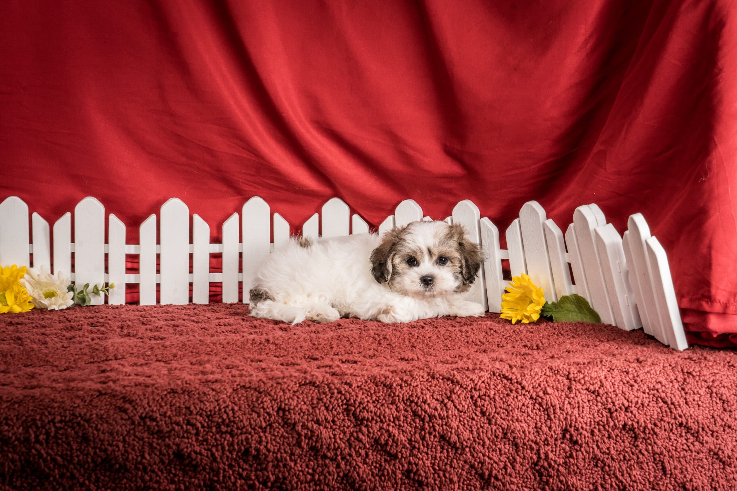 Mr. Derek The Shichon - thumbnail 7