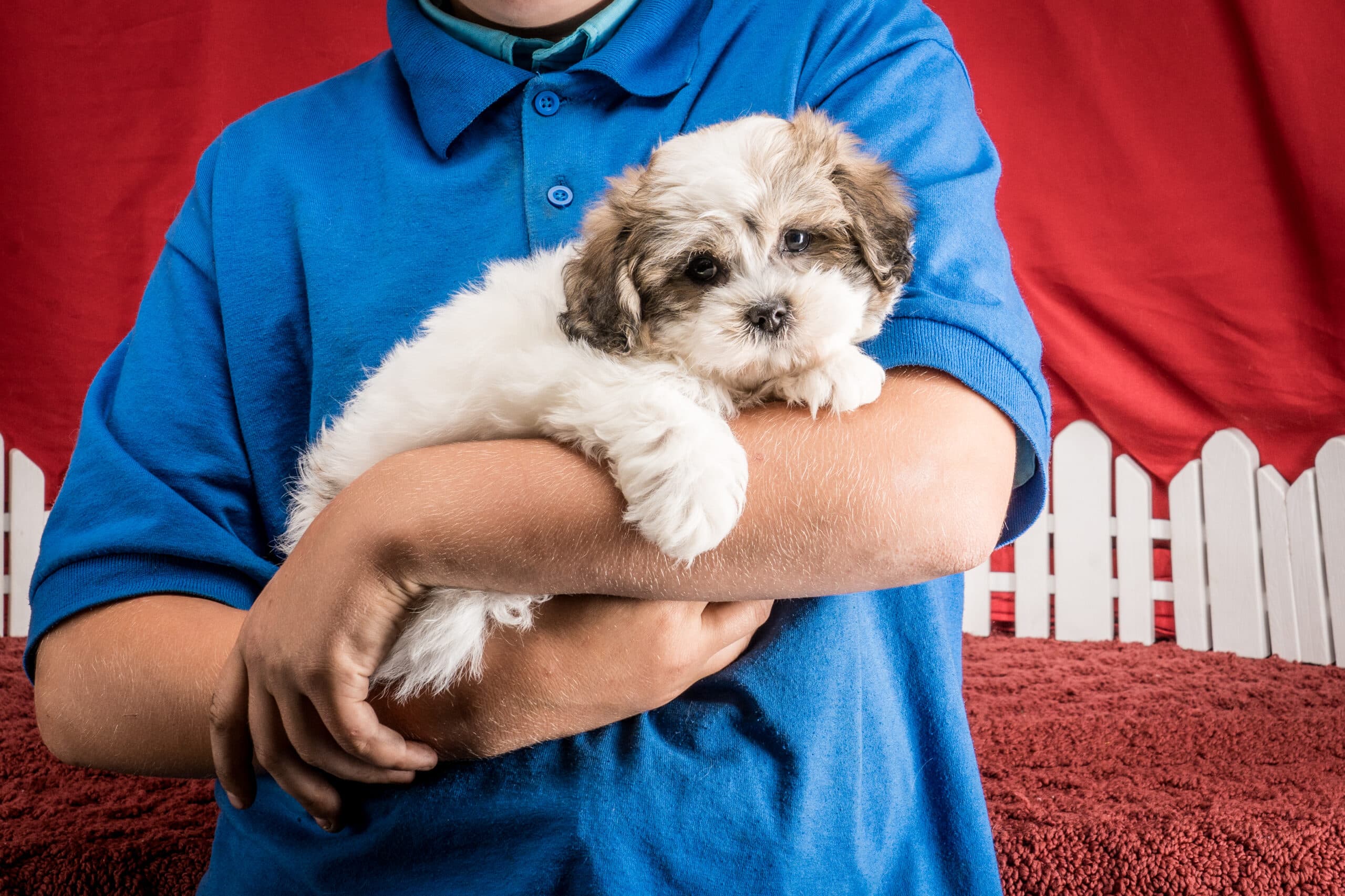 Mr. Derek The Shichon - thumbnail 8