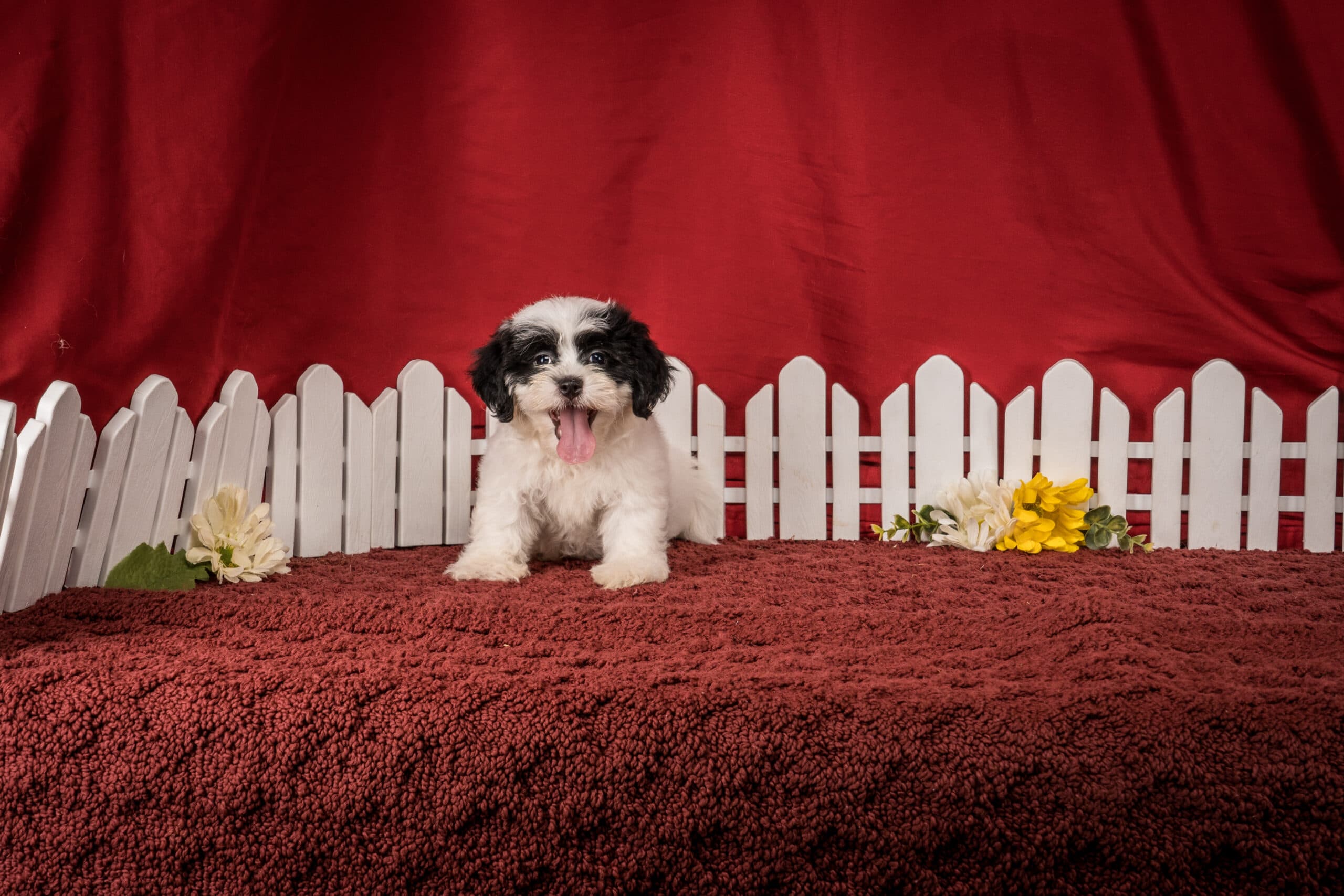 Ms. Emilene The Shichon - thumbnail 2