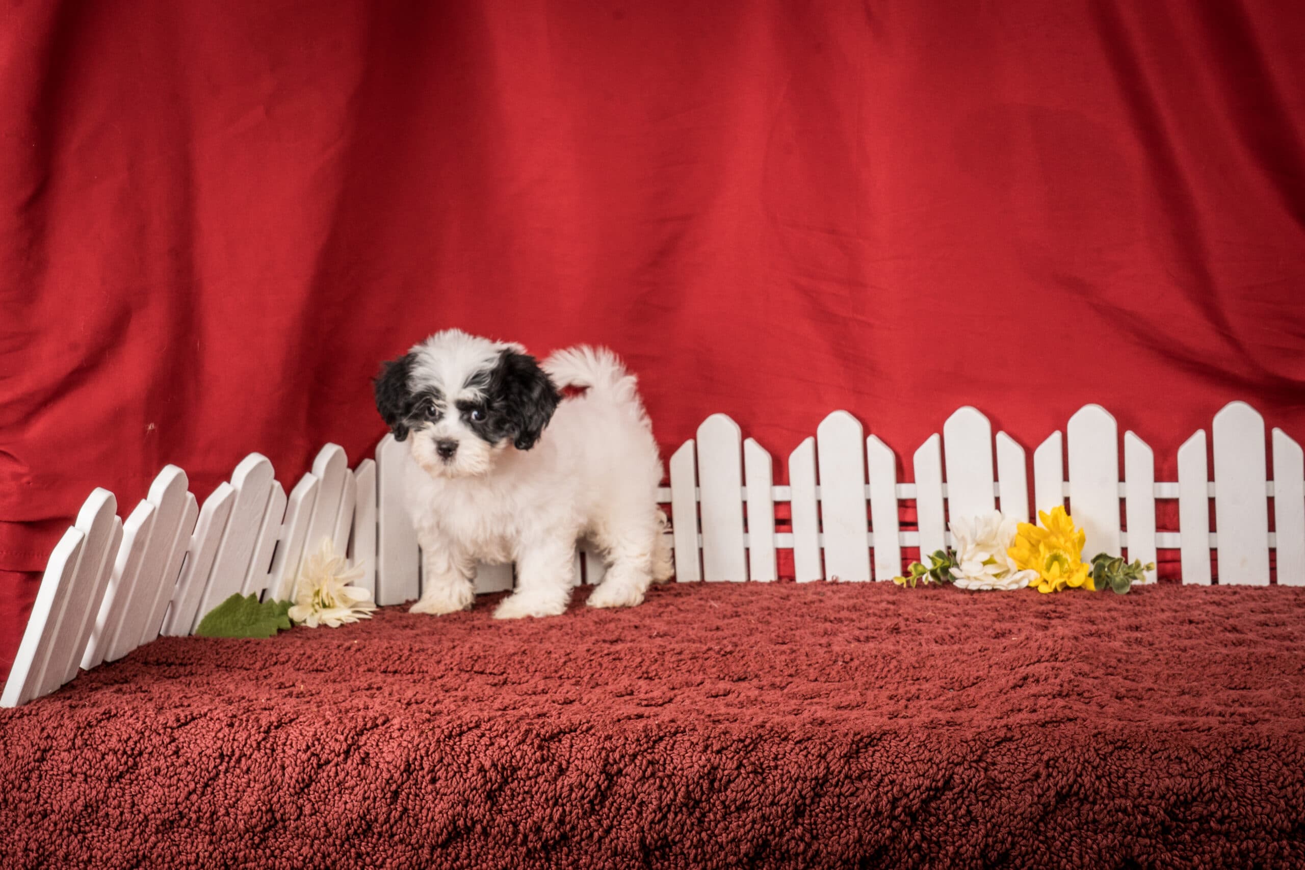 Ms. Emilene The Shichon - thumbnail 10