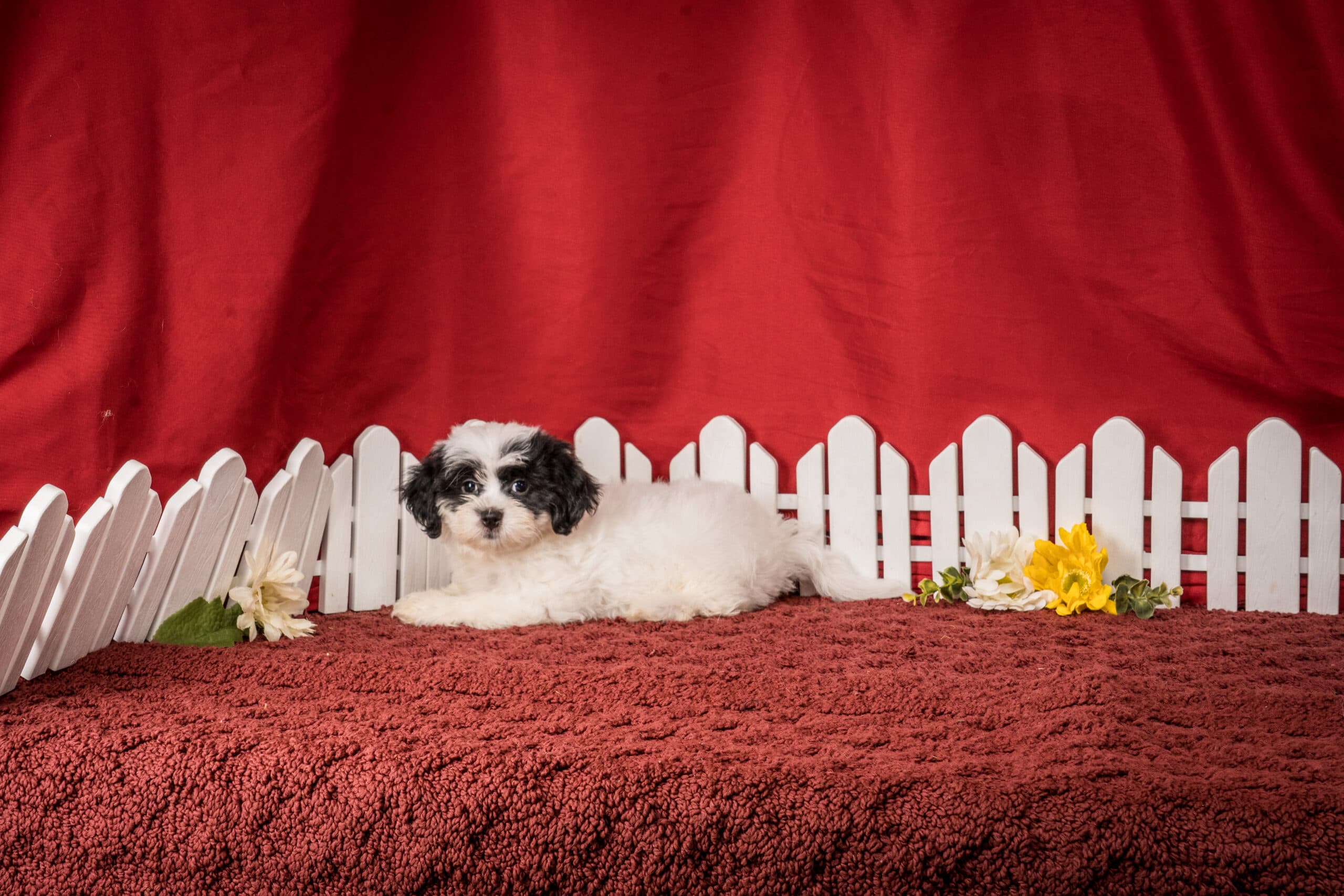 Ms. Emilene The Shichon - thumbnail 9